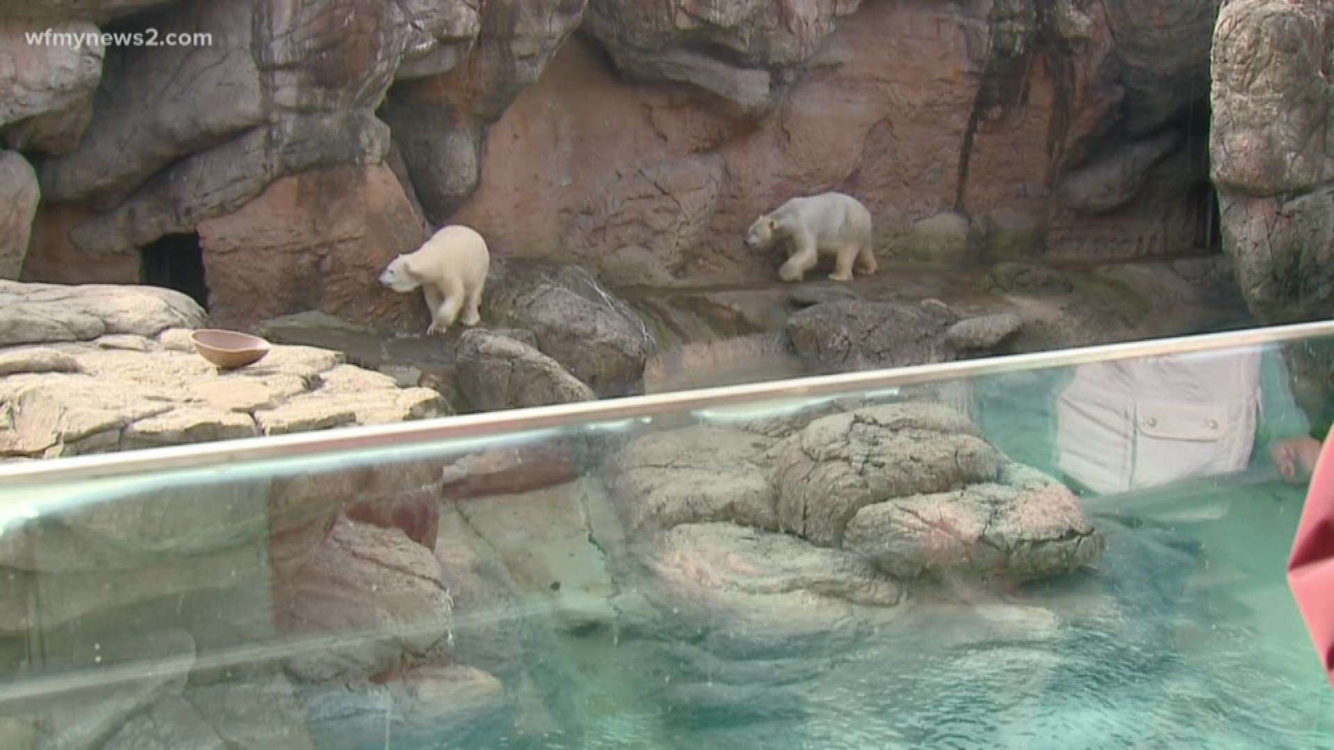 It’s International Polar Bear Week, and the North Carolina Zoo will mark the occasion with a public Q&A and special announcement.