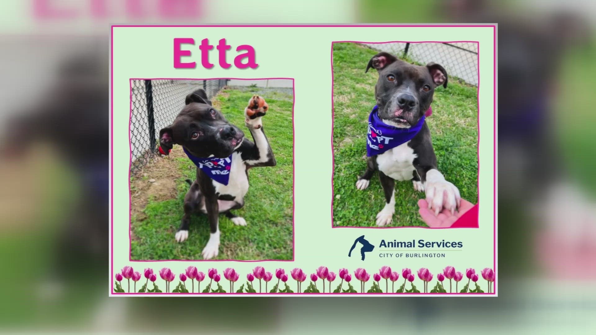 Let’s get Etta adopted!