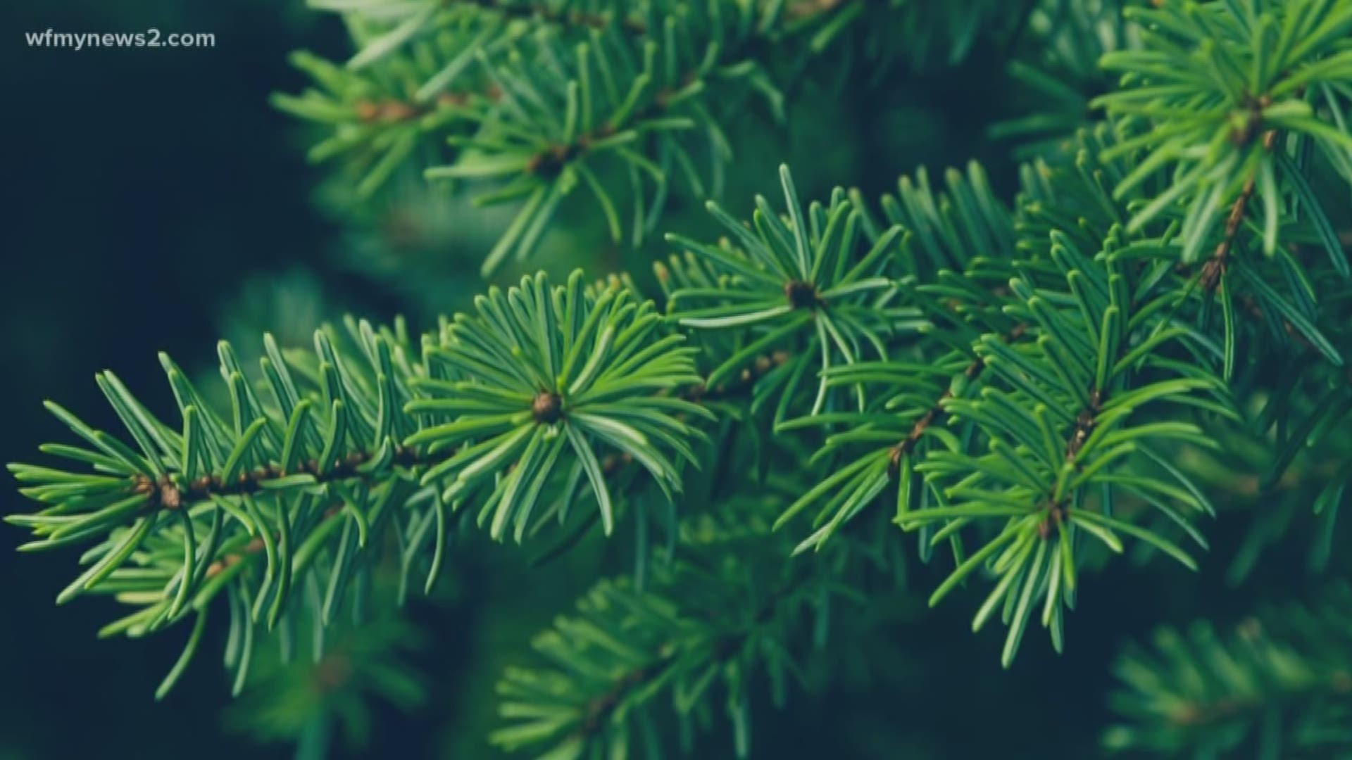 2 Wants to Know How Do Christmas Trees Keep Their Leaves All Year