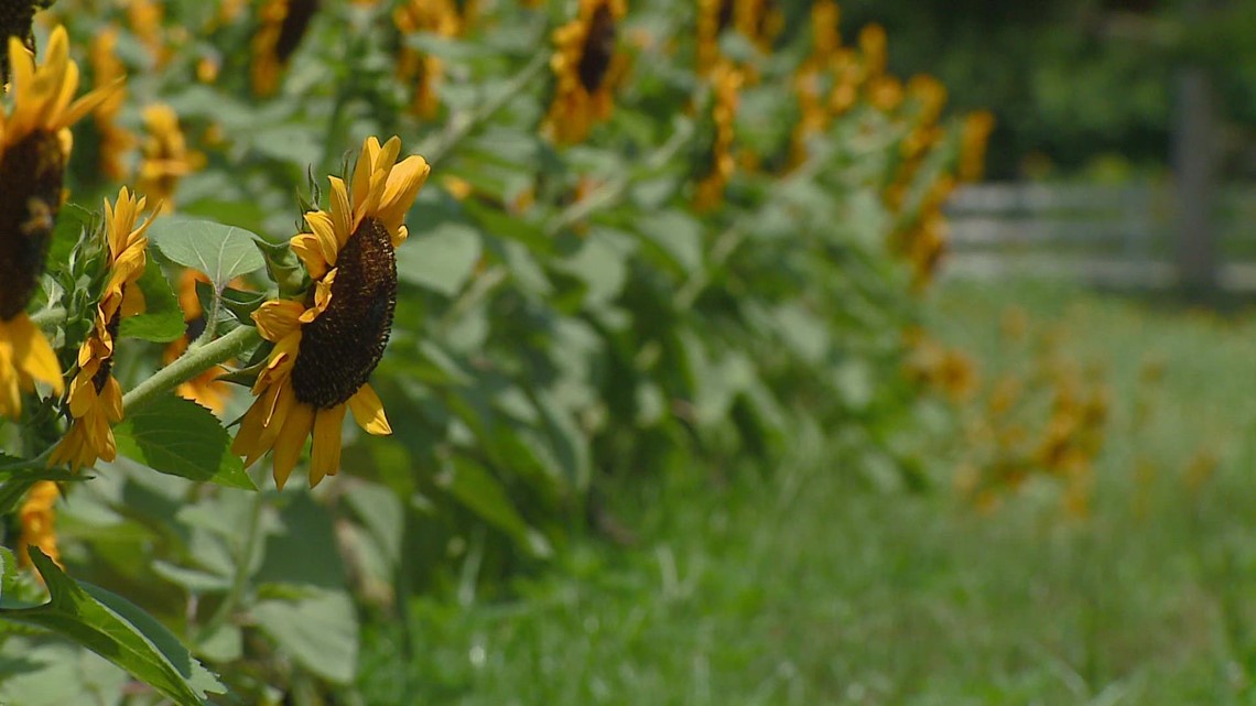 It's Sunflower Season at Dewberry Farm in Kernersville