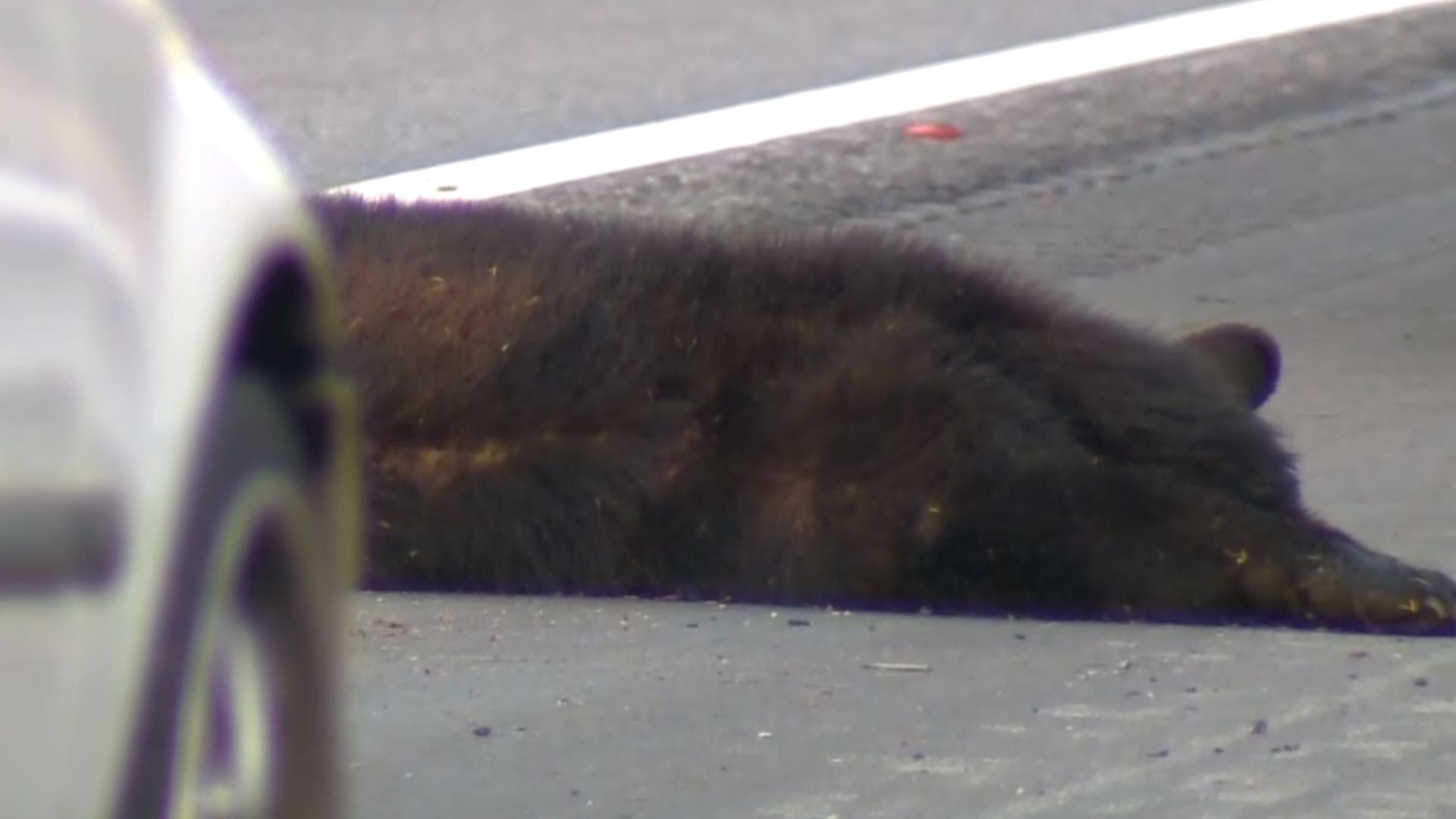 Bear Dies After Being Hit By Car Left on Side of I-40 in Greensboro ...