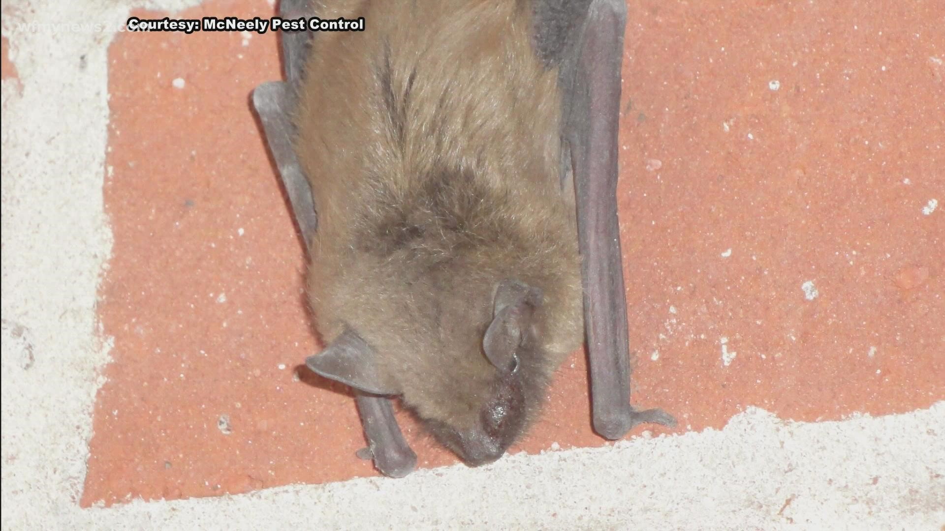 May 1 through July 31 is pup-rearing season for bats so they cannot be removed during that time.