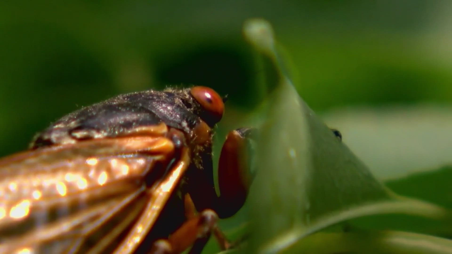 For the first time since the Louisiana Purchase in 1803, two broods of cicadas, XIX and XIII — will come out of the ground simultaneously.