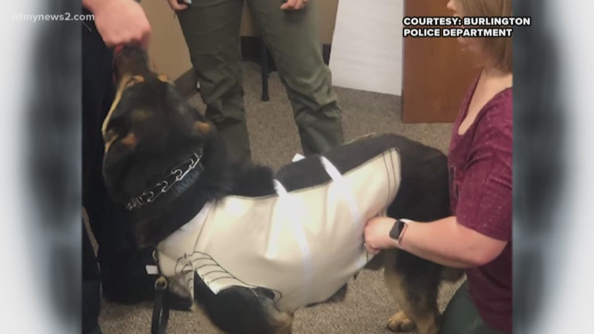 The vests are made to protect the dogs during violence or in disaster situations.