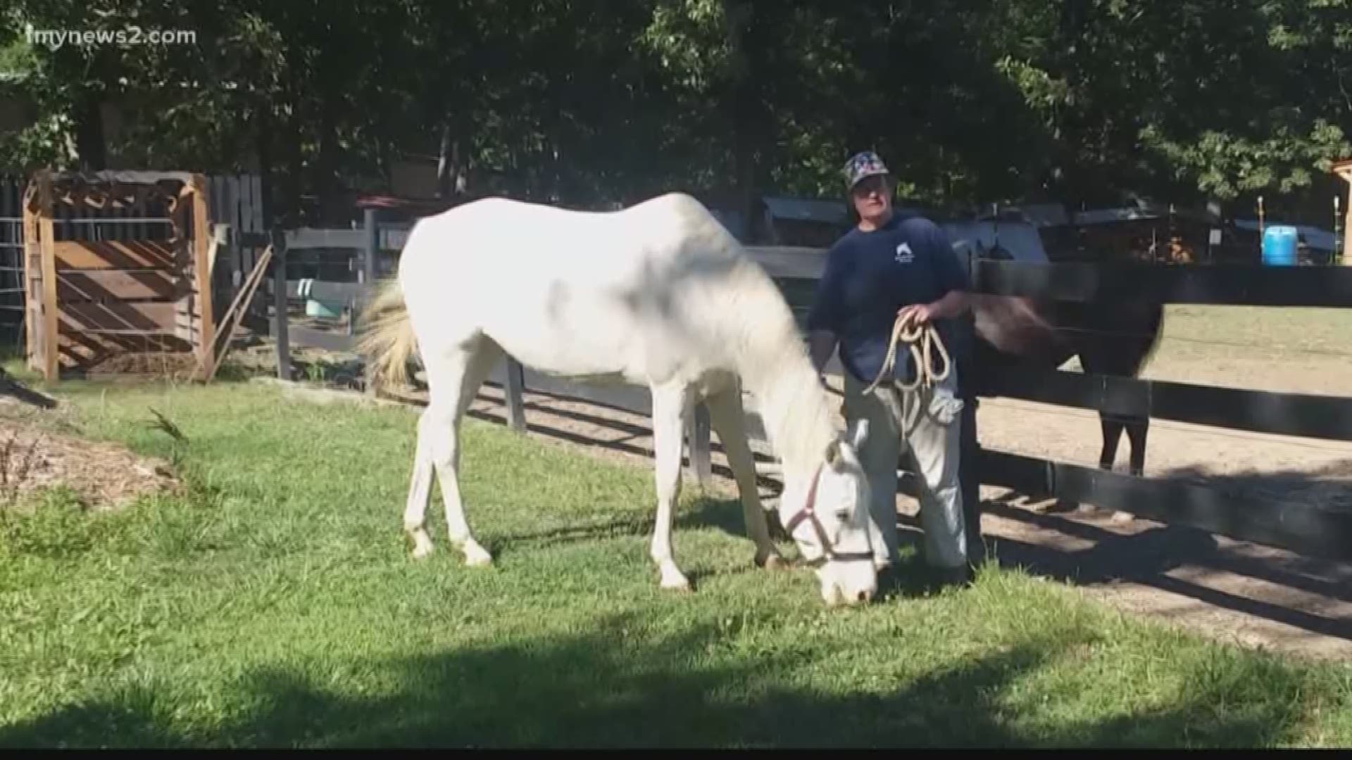 Verify: Dangerous Horse in the Heat?