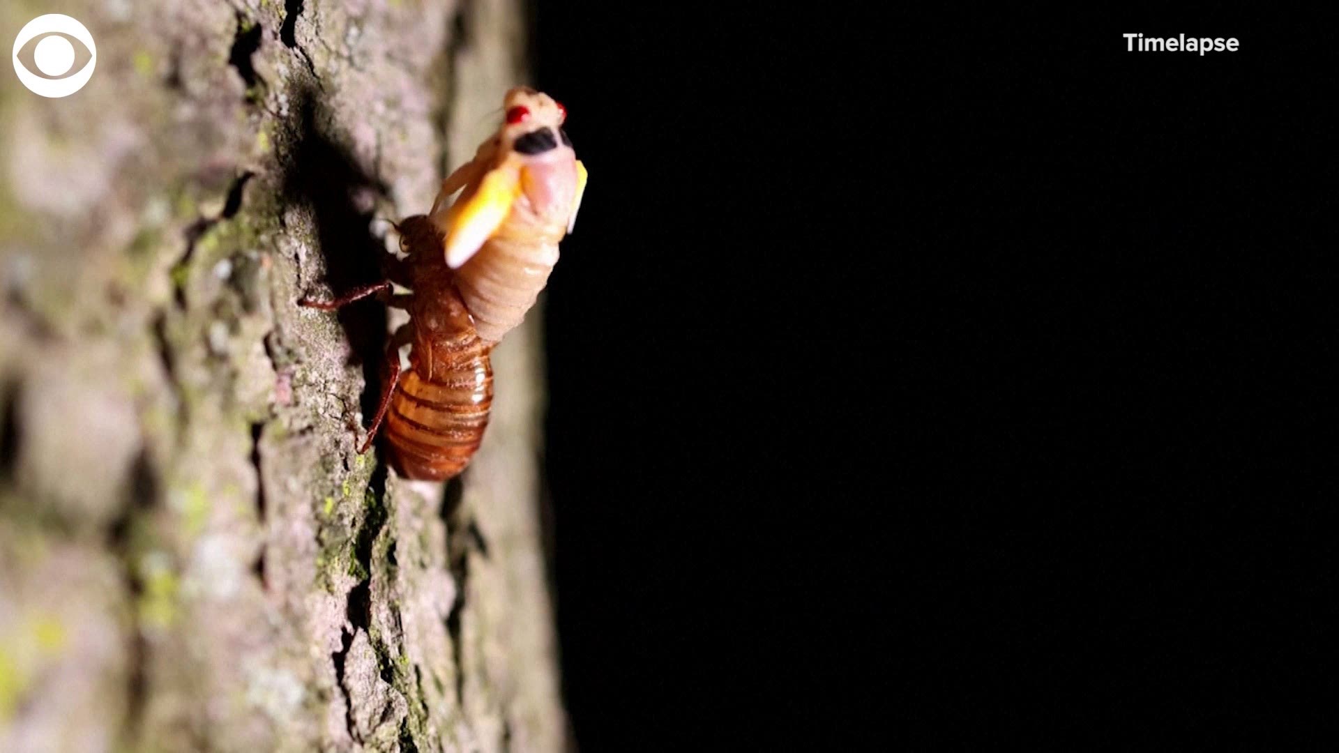 Watch this timelapse video of a cicada shedding its exoskeleton. Billions of cicadas are expected to emerge in parts of the U.S. after 17 years underground.