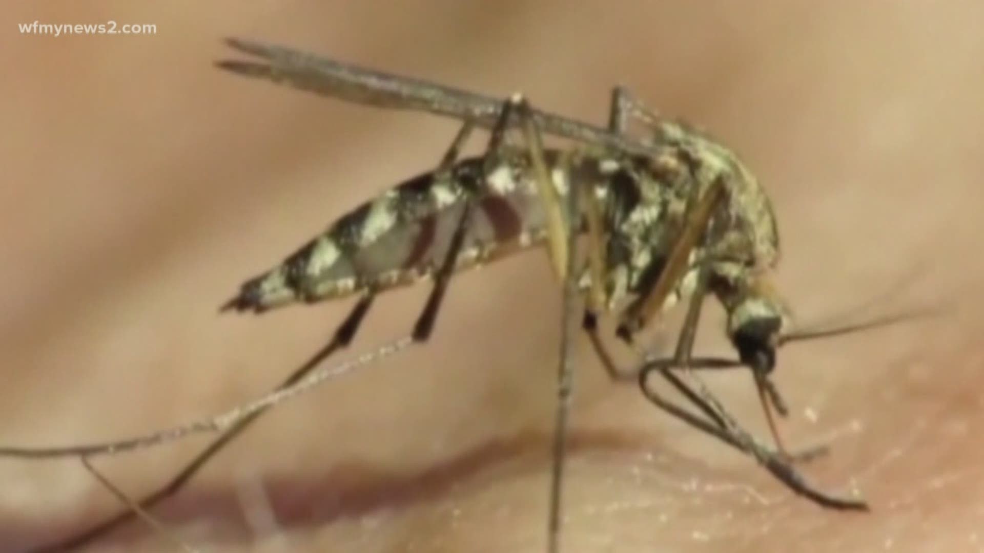 Triad Experts Discuss A Growing Mosquito Problem Across North Carolina