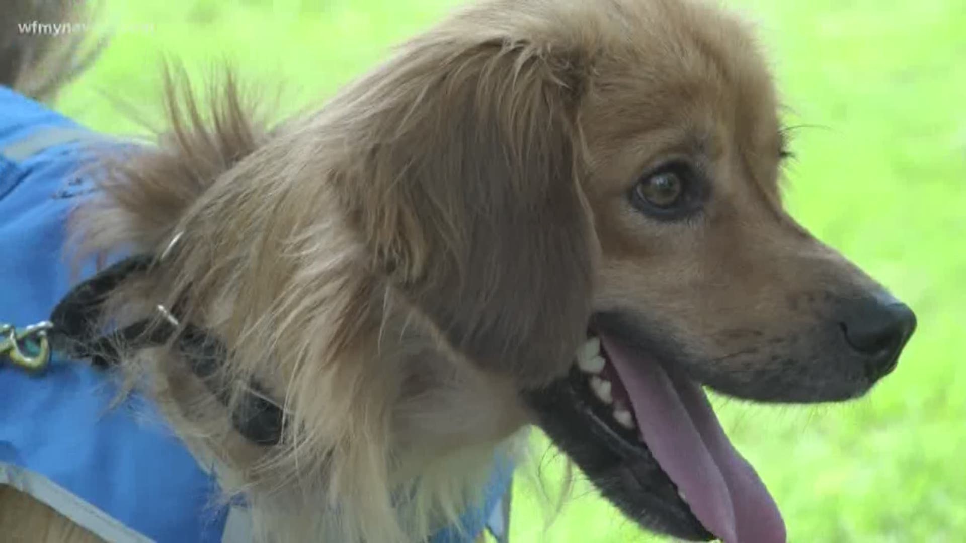 The PGA Tour and the SPCA of the Triad have partnered to bring some attention to pet adoption with the "Golf Dogs" event on the first Tuesday of the Wyndham Championship