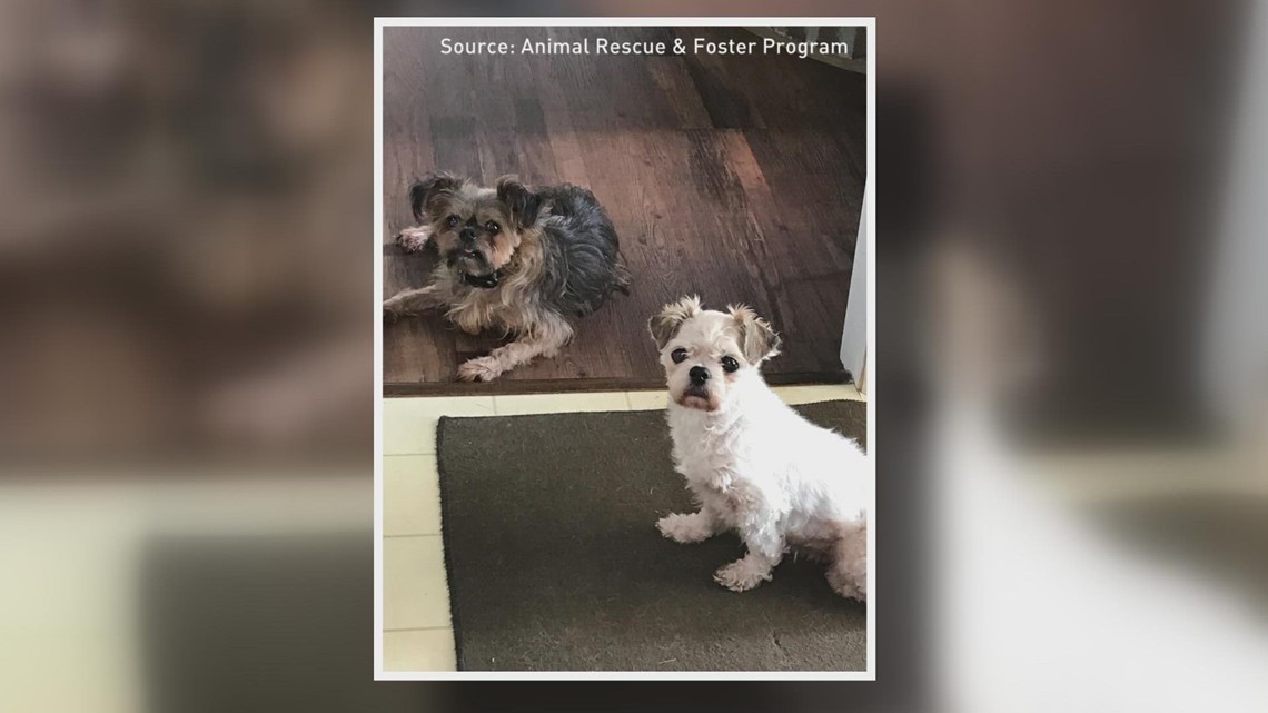 Adopt Scooter and Oliver: 2 The Rescue - Vimarsana News