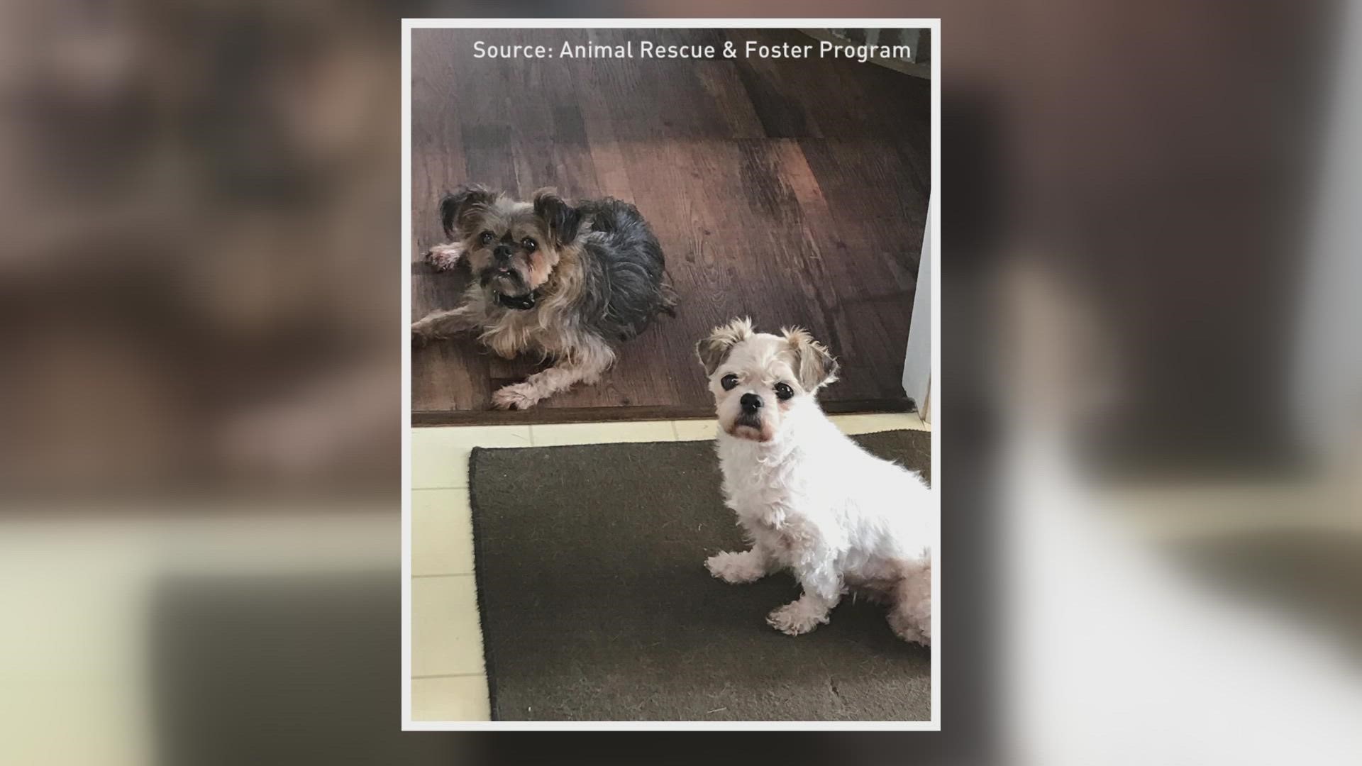 These boys were surrendered to the Animal Rescue and Foster Program due to their owner's illness.
