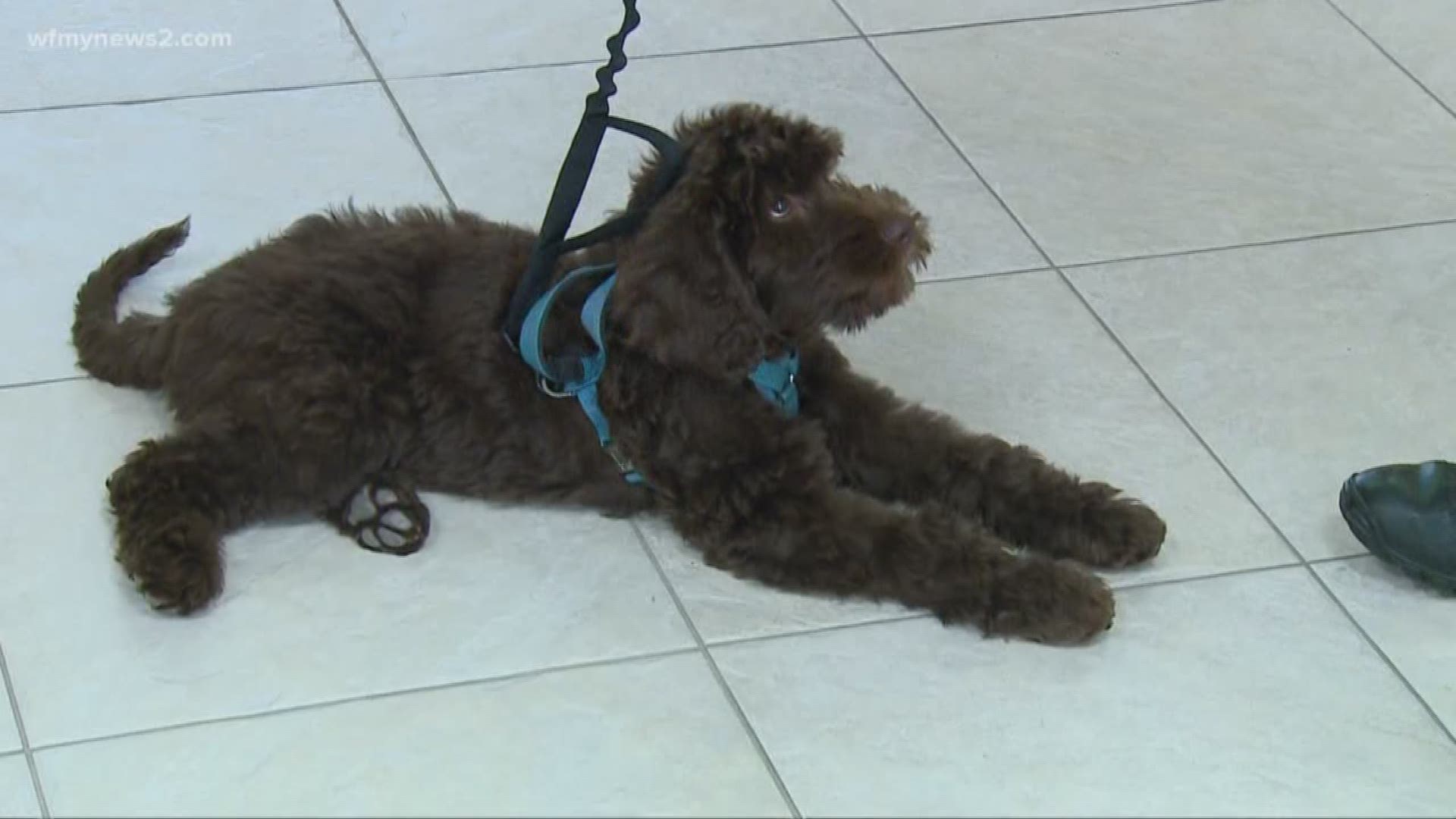 Meet Greensboro Police Department's New Therapy Dog "Hero"