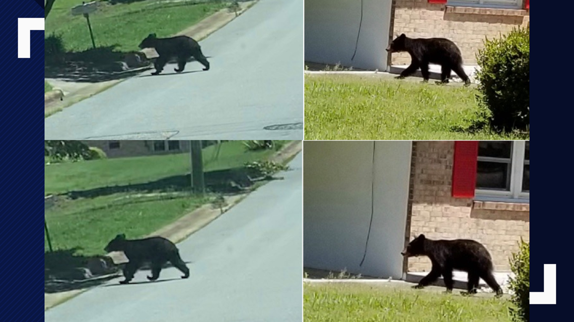 Black Bear Sightings Reported In Danville, What To Do If You See One