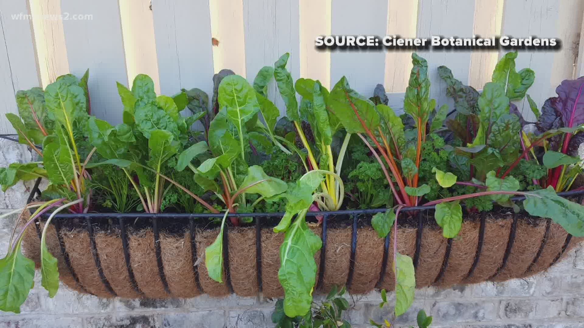 As fall approaches, many worry they’ll lose their produce. A botanical garden specialist explains how to avoid any loss.