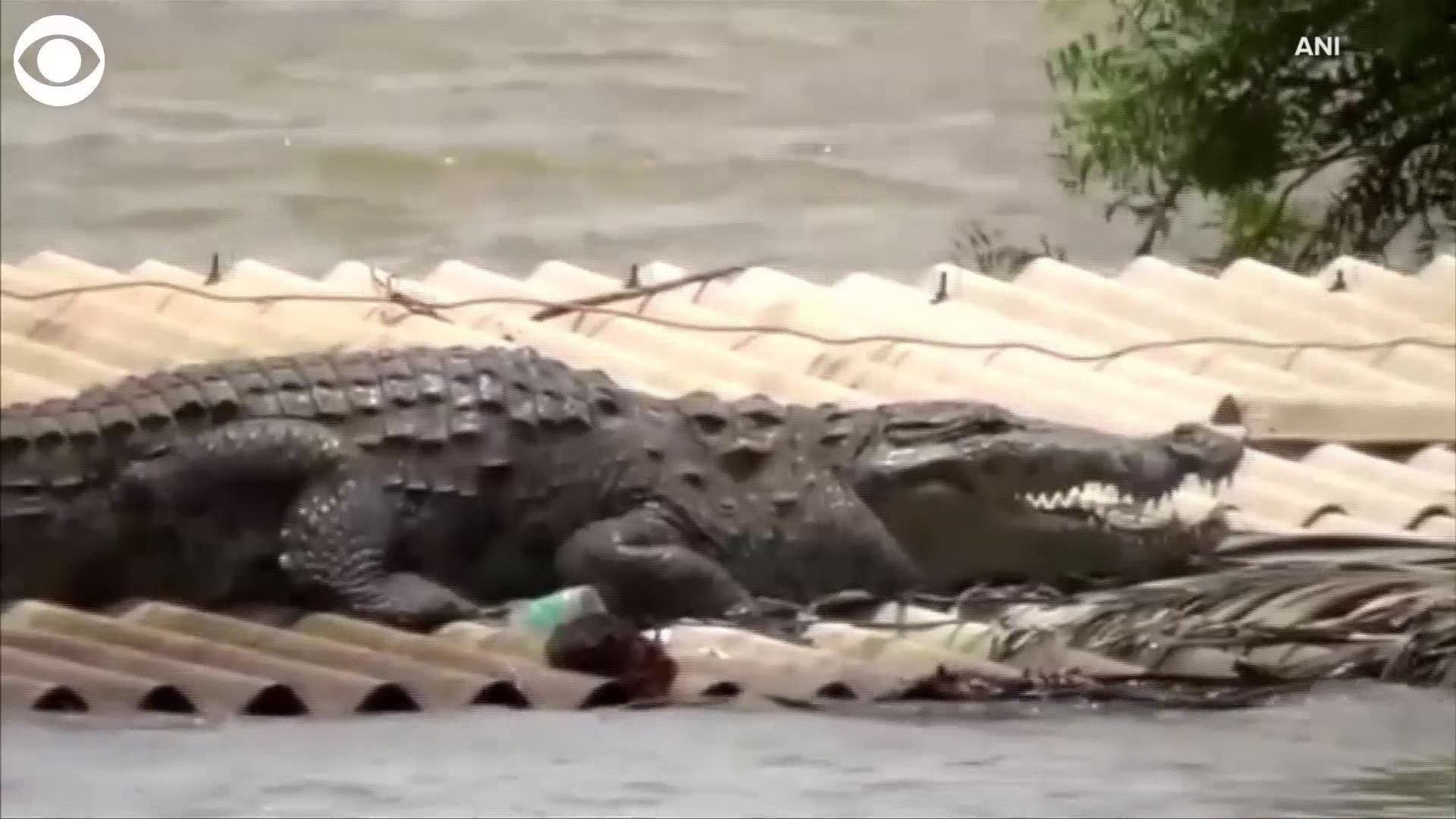 Flooding was so severe in parts of India that a crocodile ended up perched on the roof of a submerged home Sunday.  Officials said dozens of people were killed after heavy rainfall caused flooding and landslides.