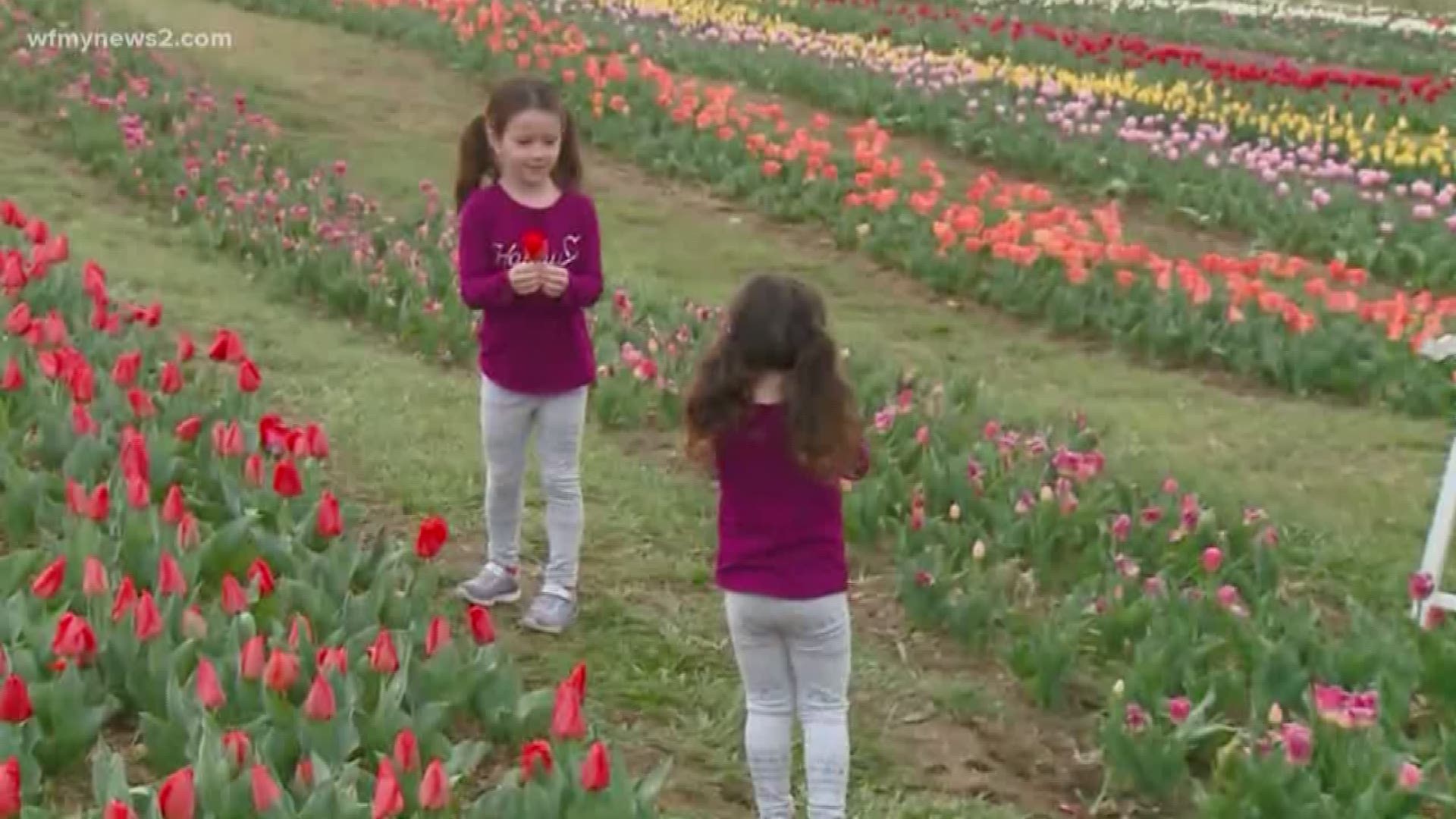 Pick Your Own Tulips In Kernersville