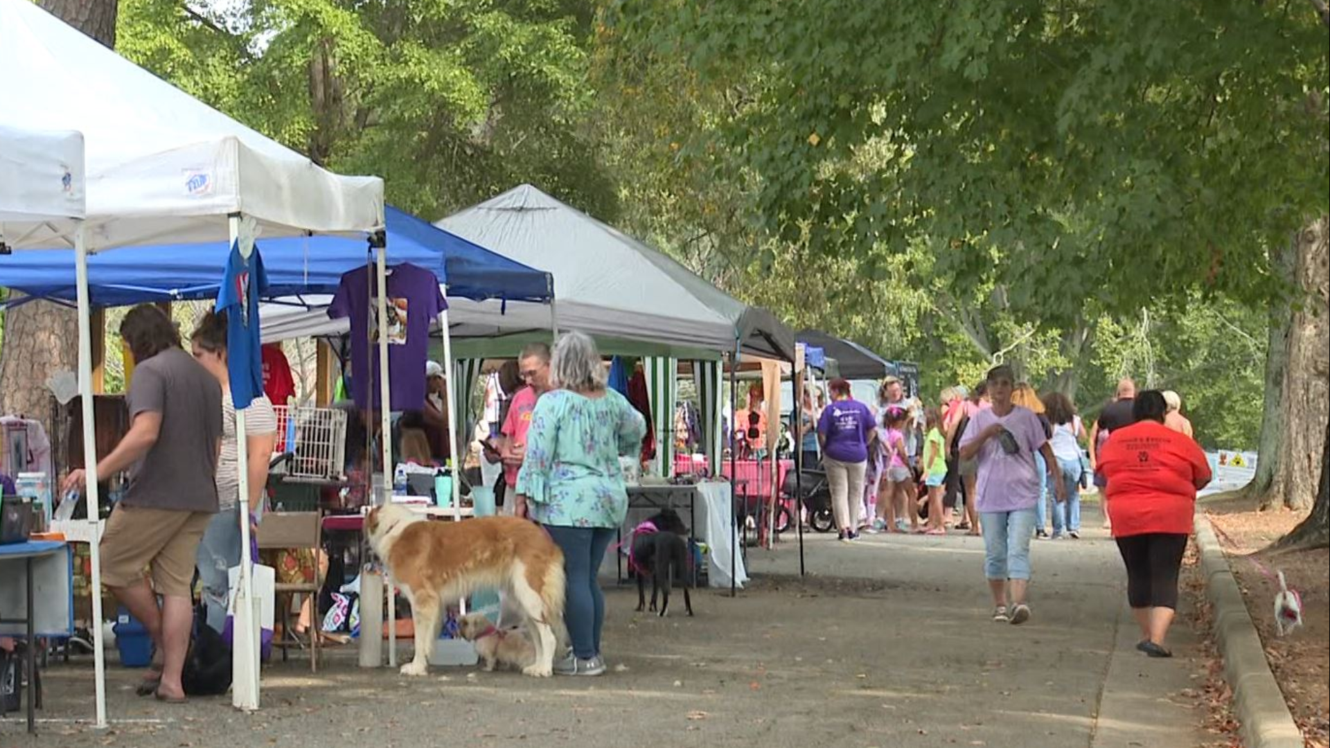 2019 rescue dog show