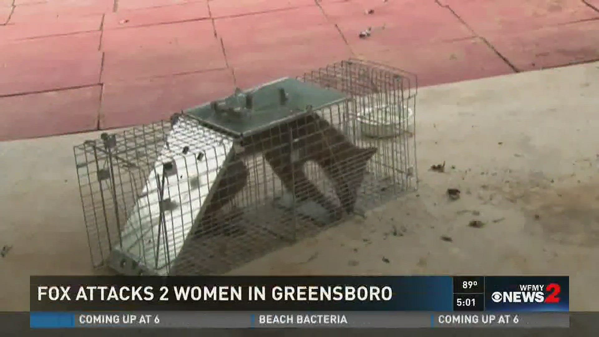 Fox Attacks 2 Women In Greensboro