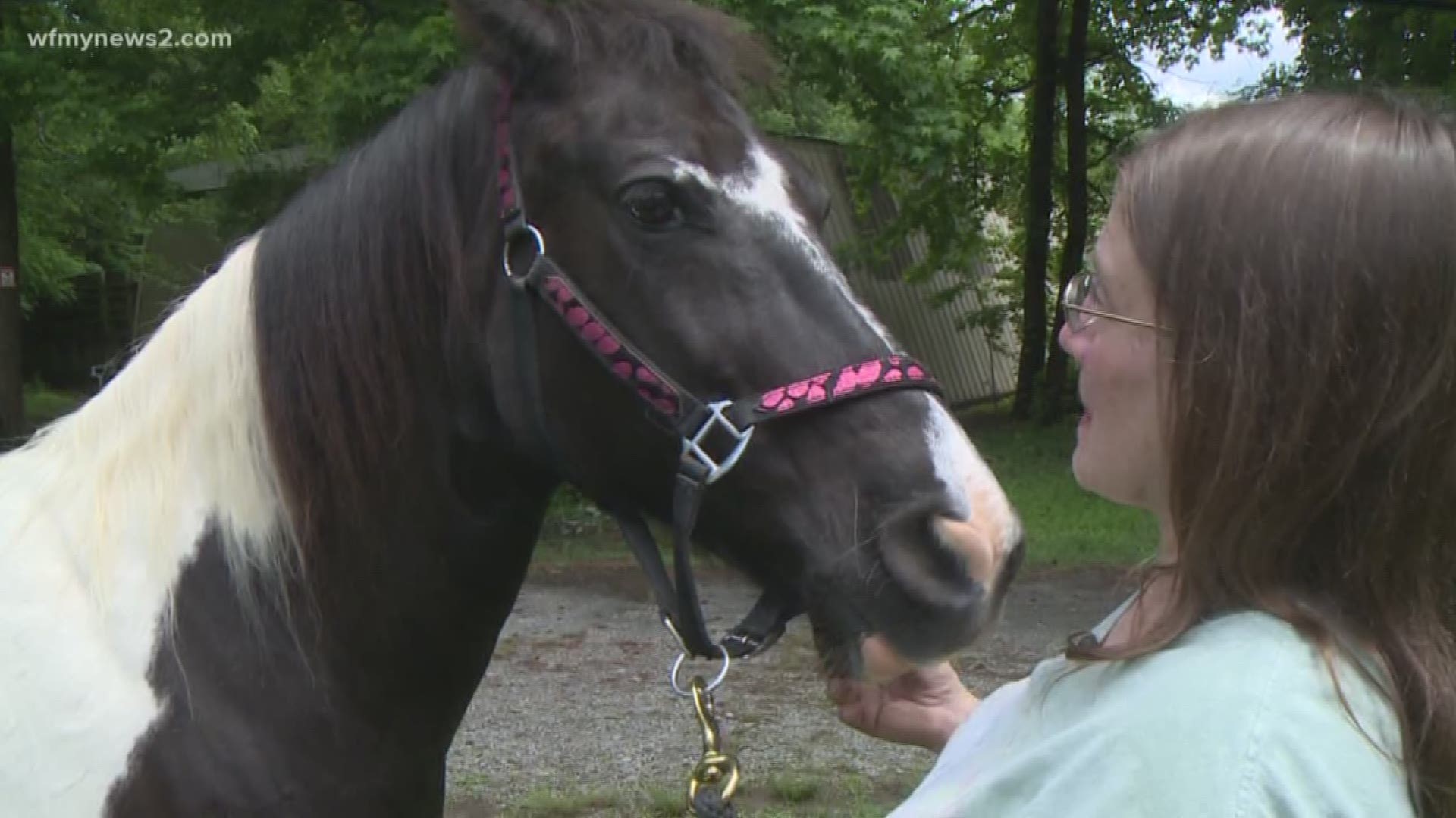 Horse Recovering After Being Shot