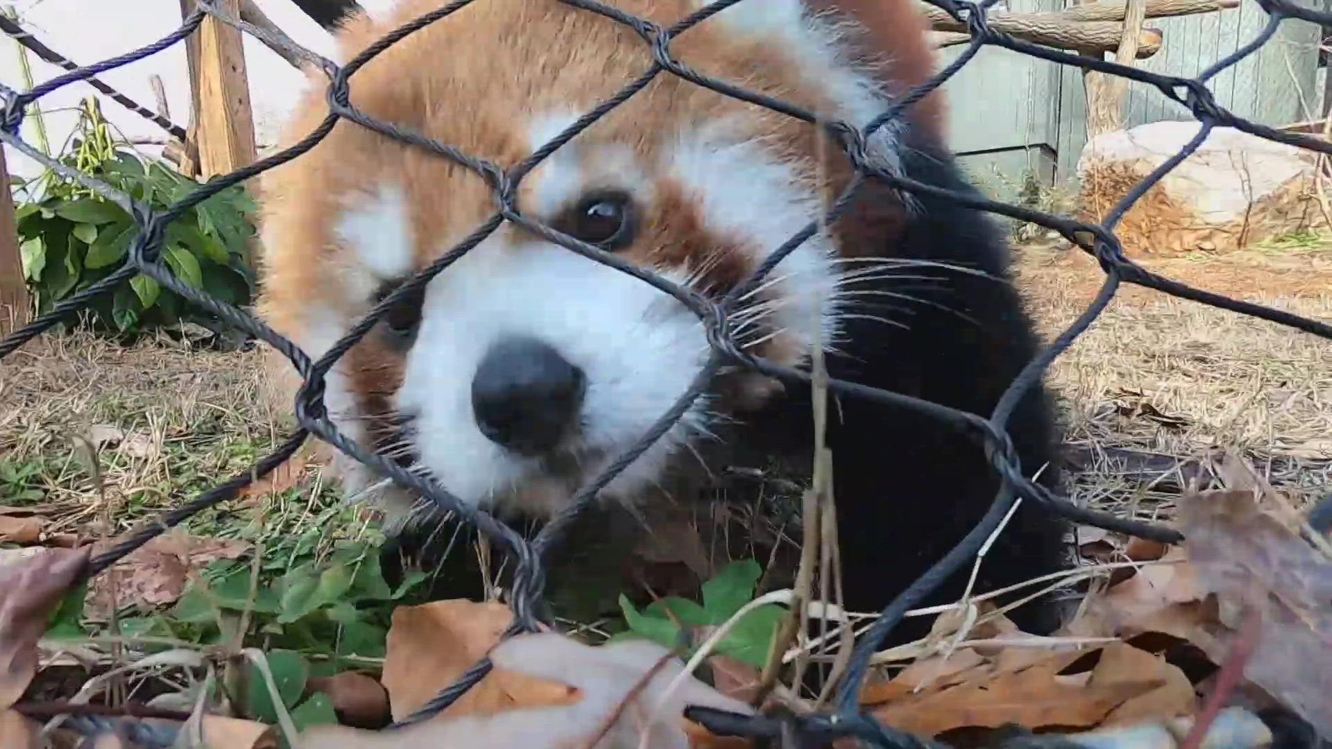 The Greensboro Science Center is on a mission to help restore the endangered population of Red Pandas.