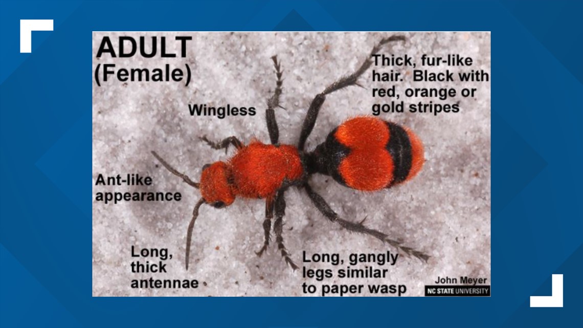 Velvet Ant  NC State Extension