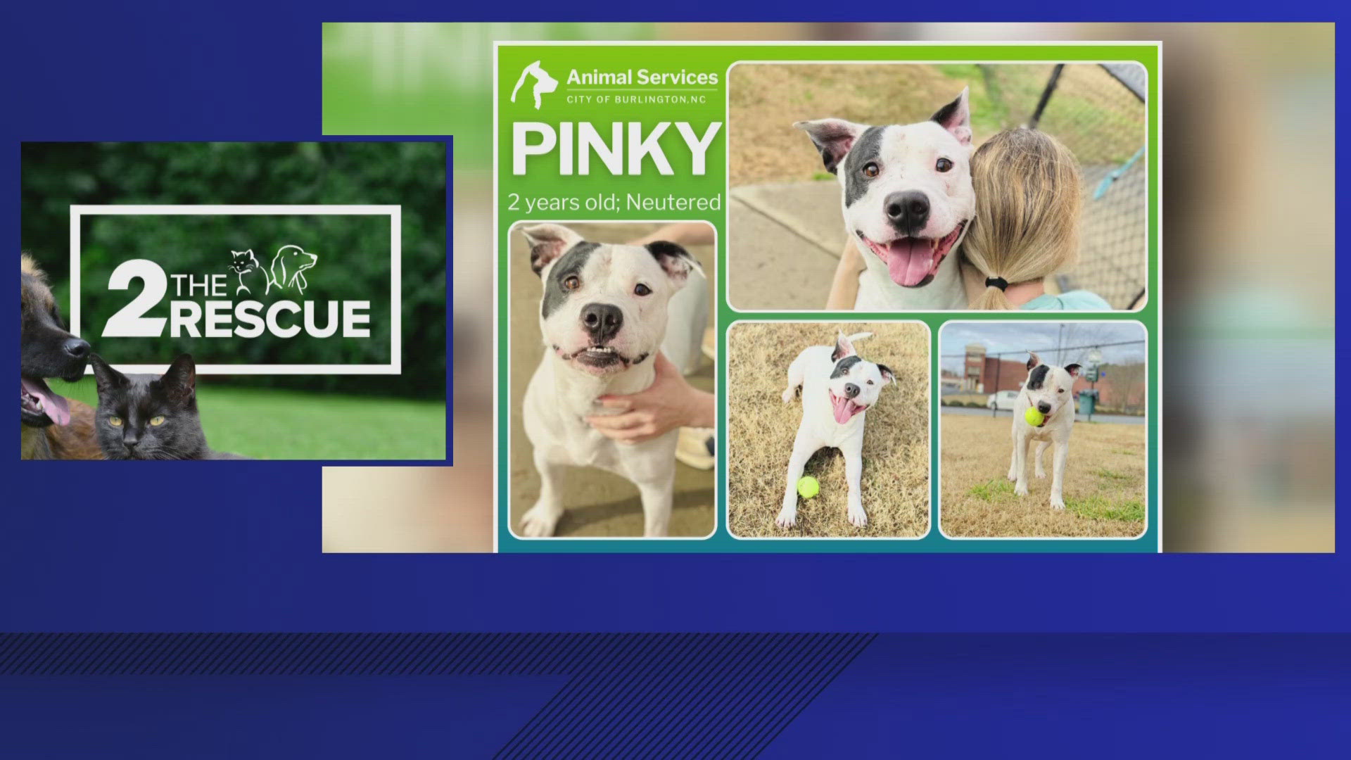 2 The Rescue: Meet Pinky | wfmynews2.com