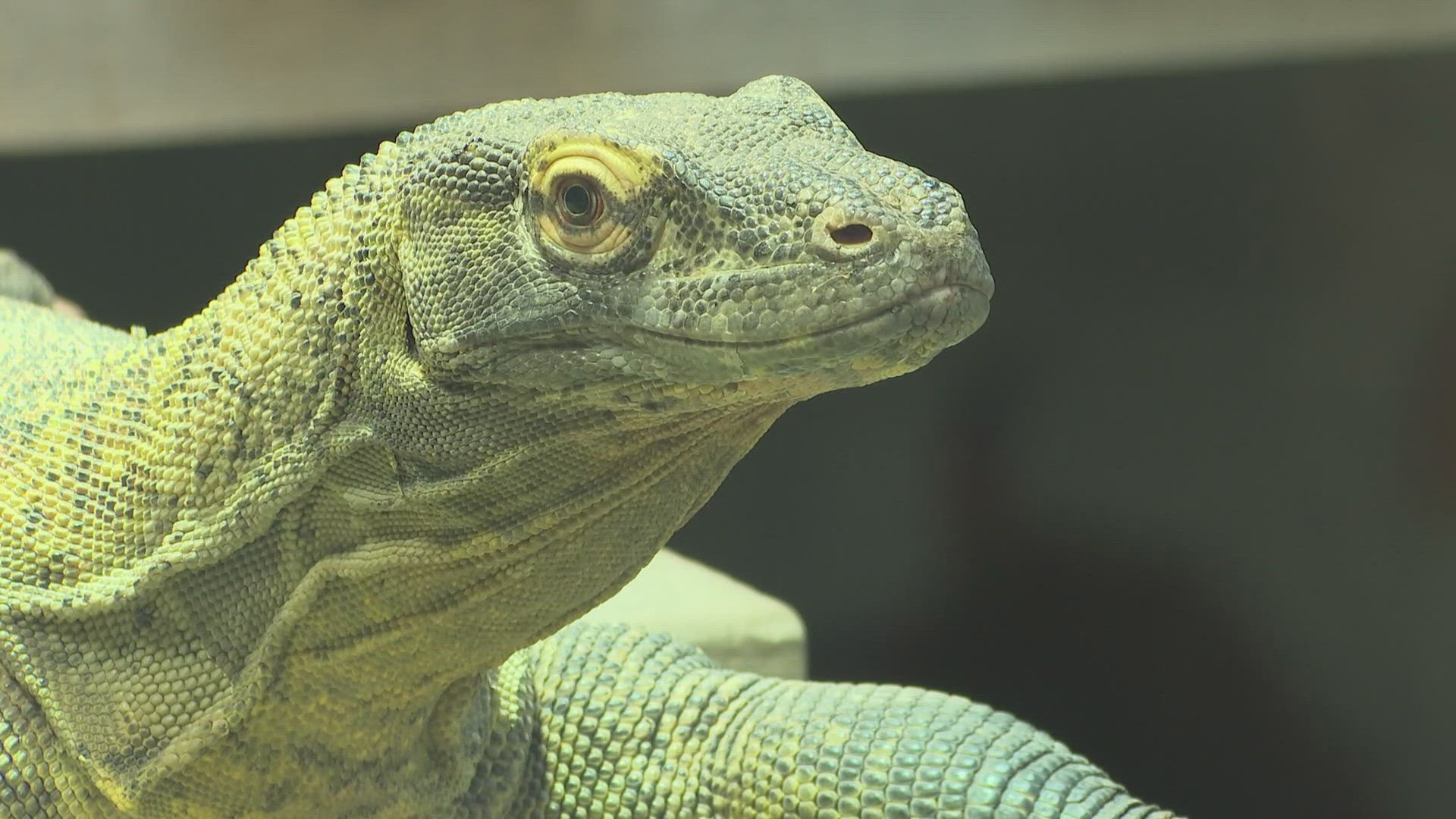 Eric Chilton heads over to the Greensboro Science Center to check out the Komodo Dragon.