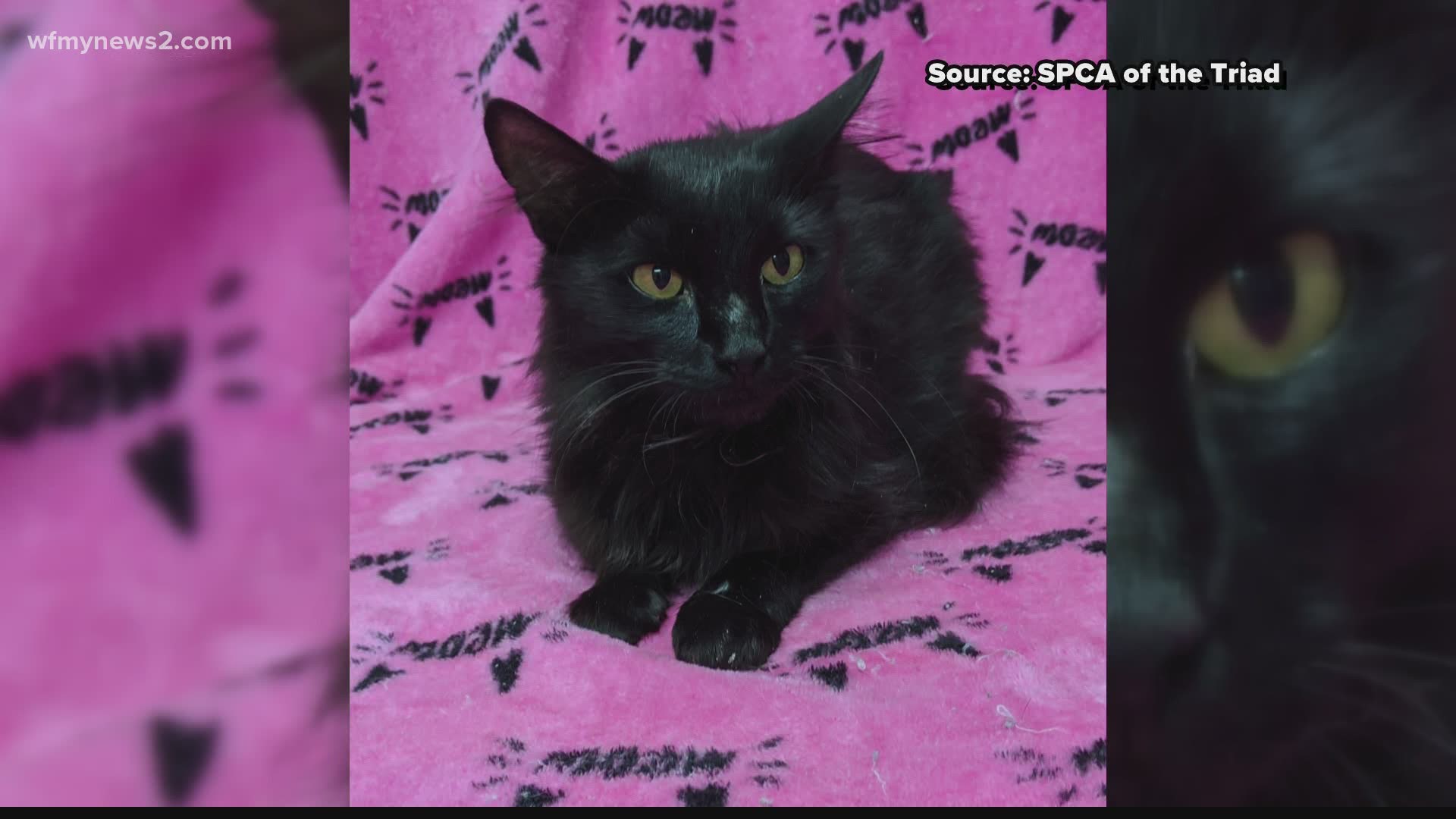 Help this sweet kitty find her fur-ever home!
