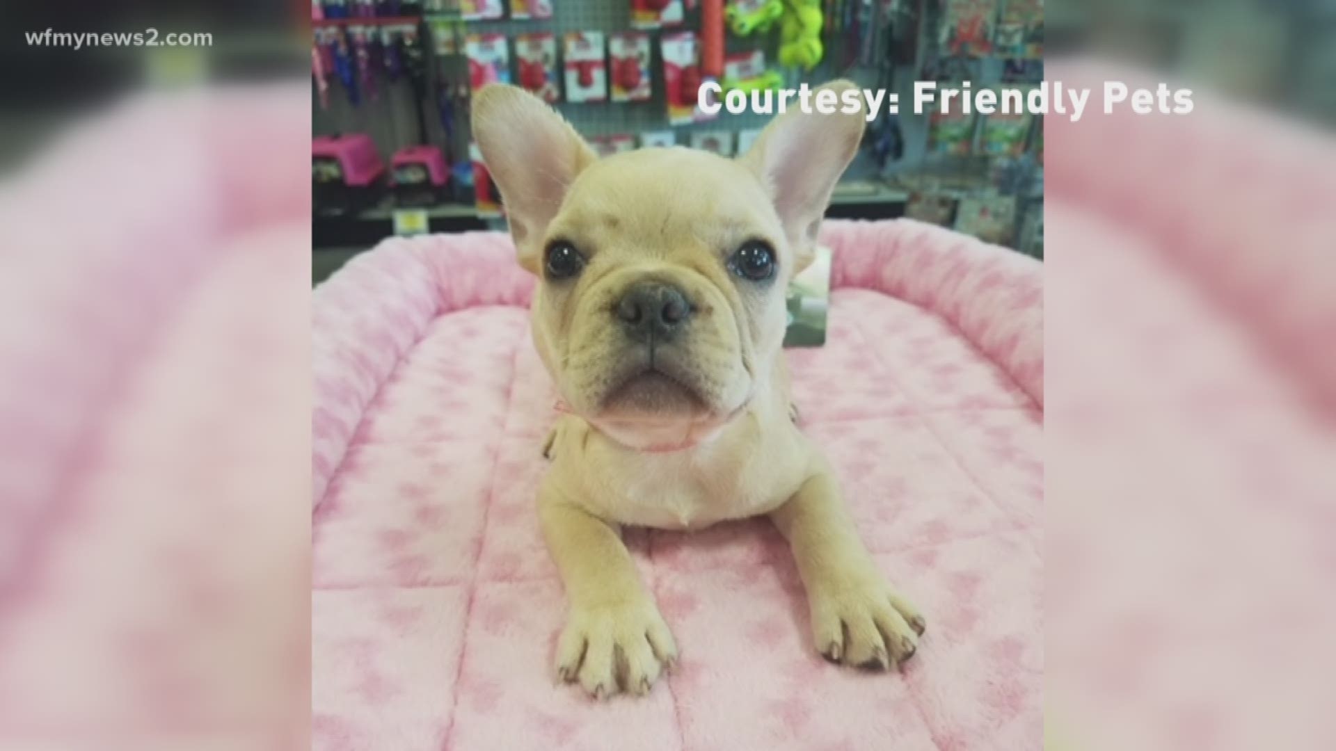 Greensboro Police say a 2-month-old female French bulldog puppy was stolen from the Friendly Pets store in Friendly Center Friday night. The store says the puppy is valued at $4,500 and is micro-chipped.