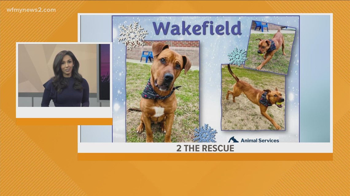 Meet Wakefield: 2 the Rescue
