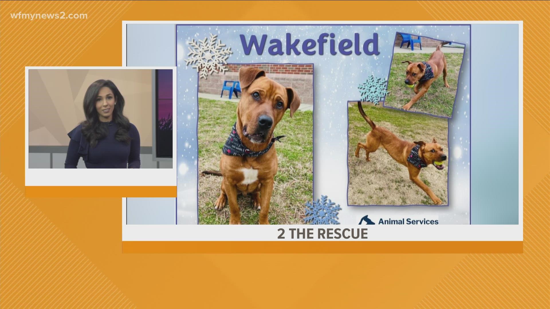 Let's get Wakefield adopted!