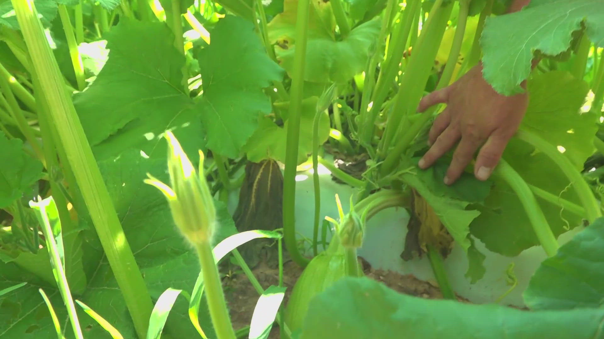 Guilford County farmer shares how the high temps are impacting his tomatoes and pumpkins