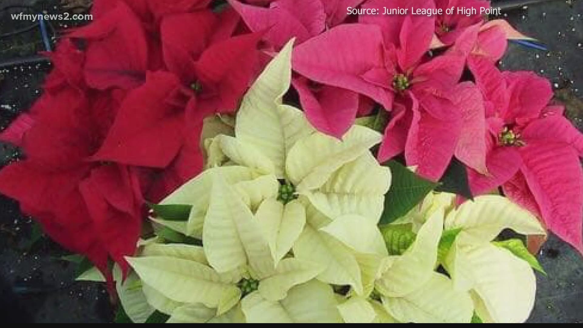 Order beautiful poinsettia plants in a variety of sizes and colors and help the Junior League of High Point's community mission.