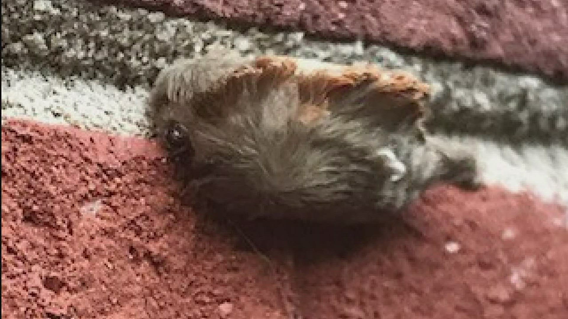 Poisonous Caterpillar Found At Triad Home