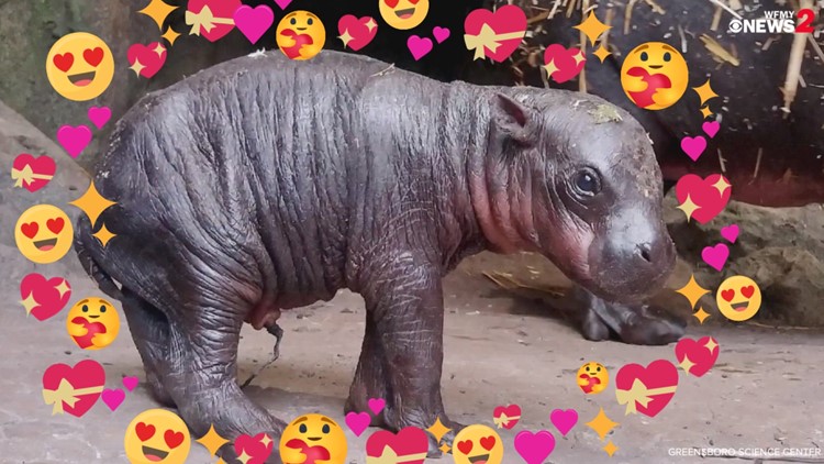 The baby Pygmy Hippo has been born!