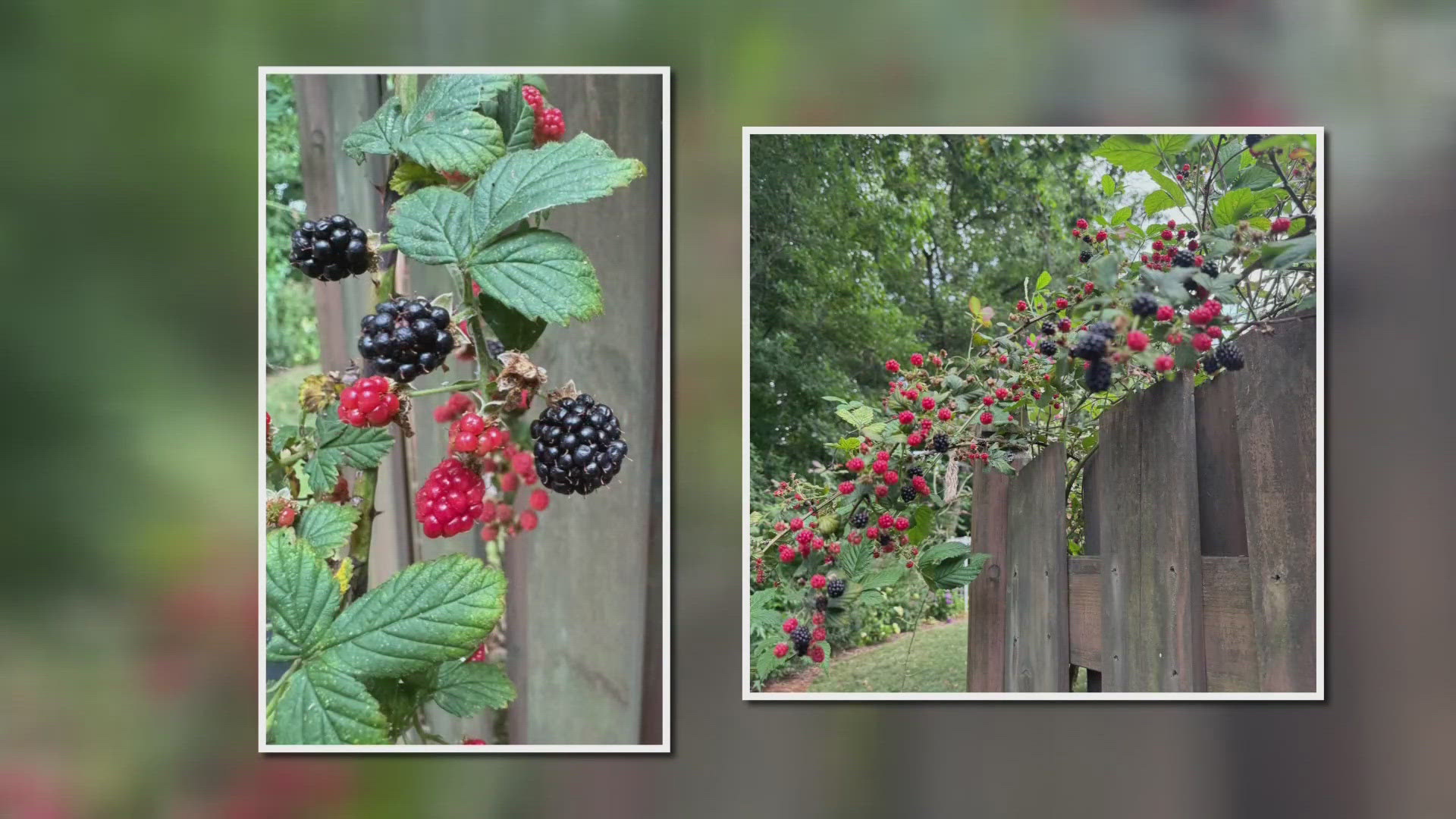 Make sure your backyard berries are safe to eat.