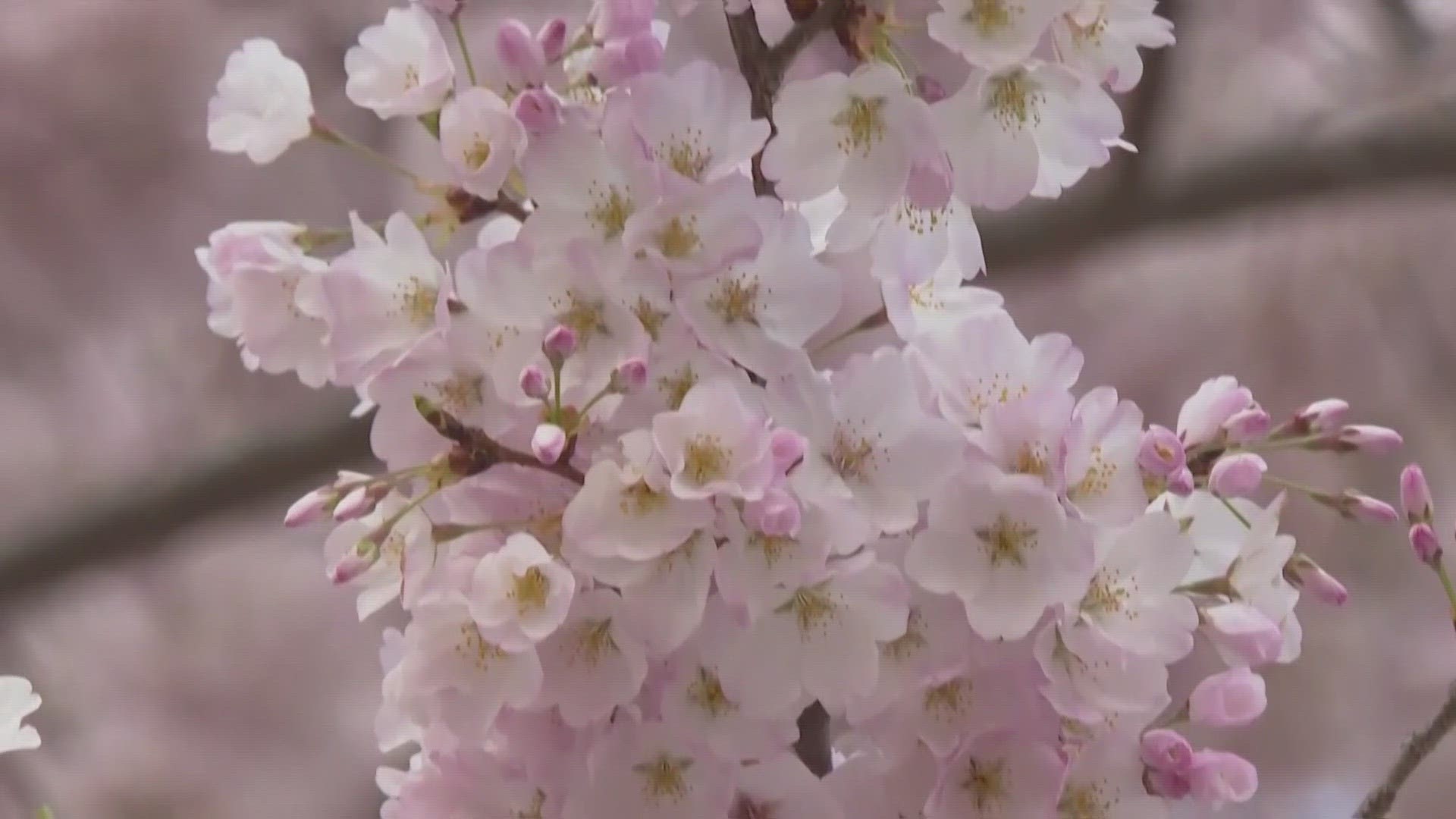Cherry Blossoms have started to bloom across the U.S. and some people are getting creative with the nature.