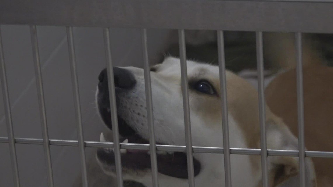 Forsyth Humane Society ending county contract - Vimarsana News