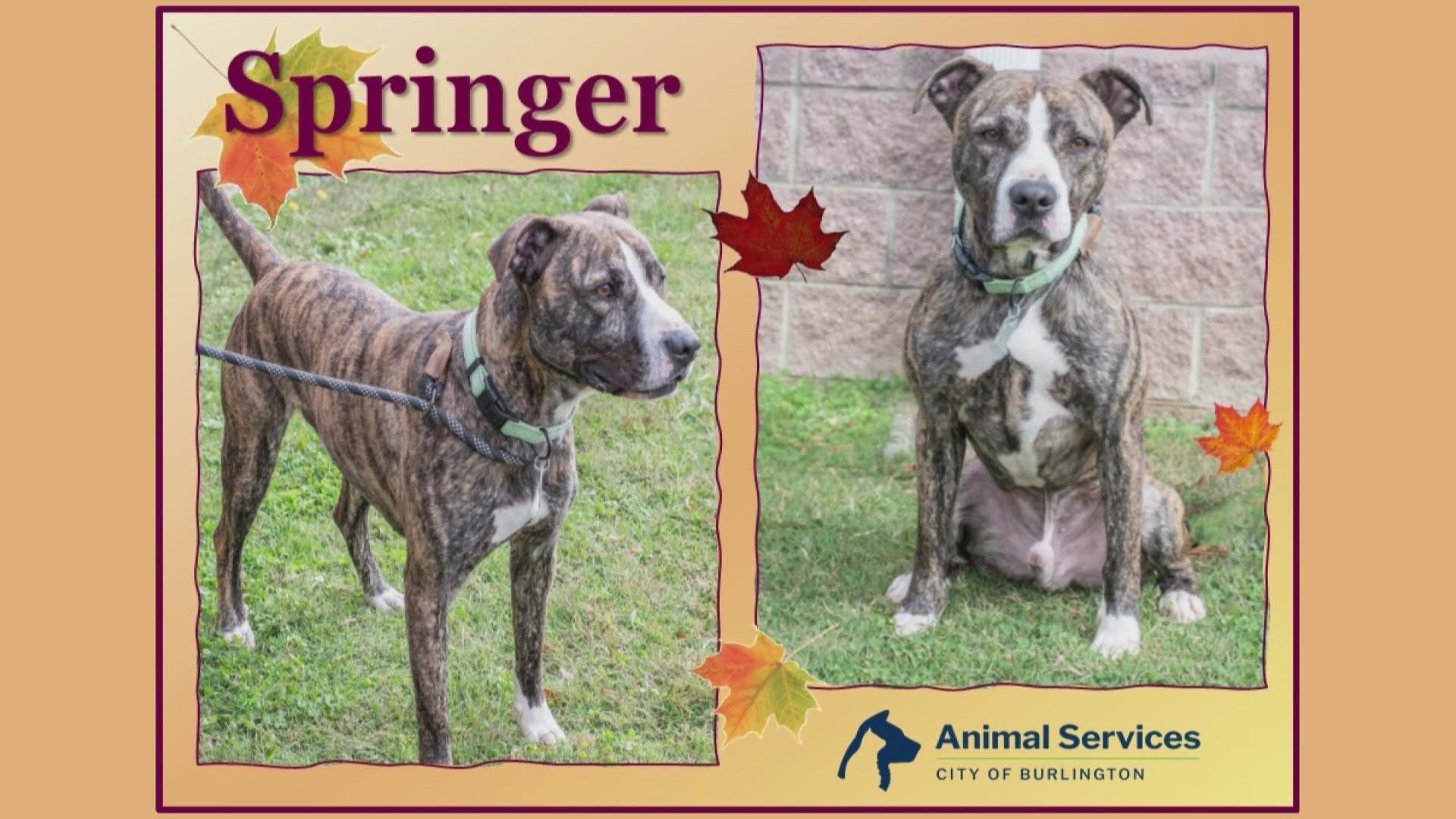 Let’s get Springer adopted!