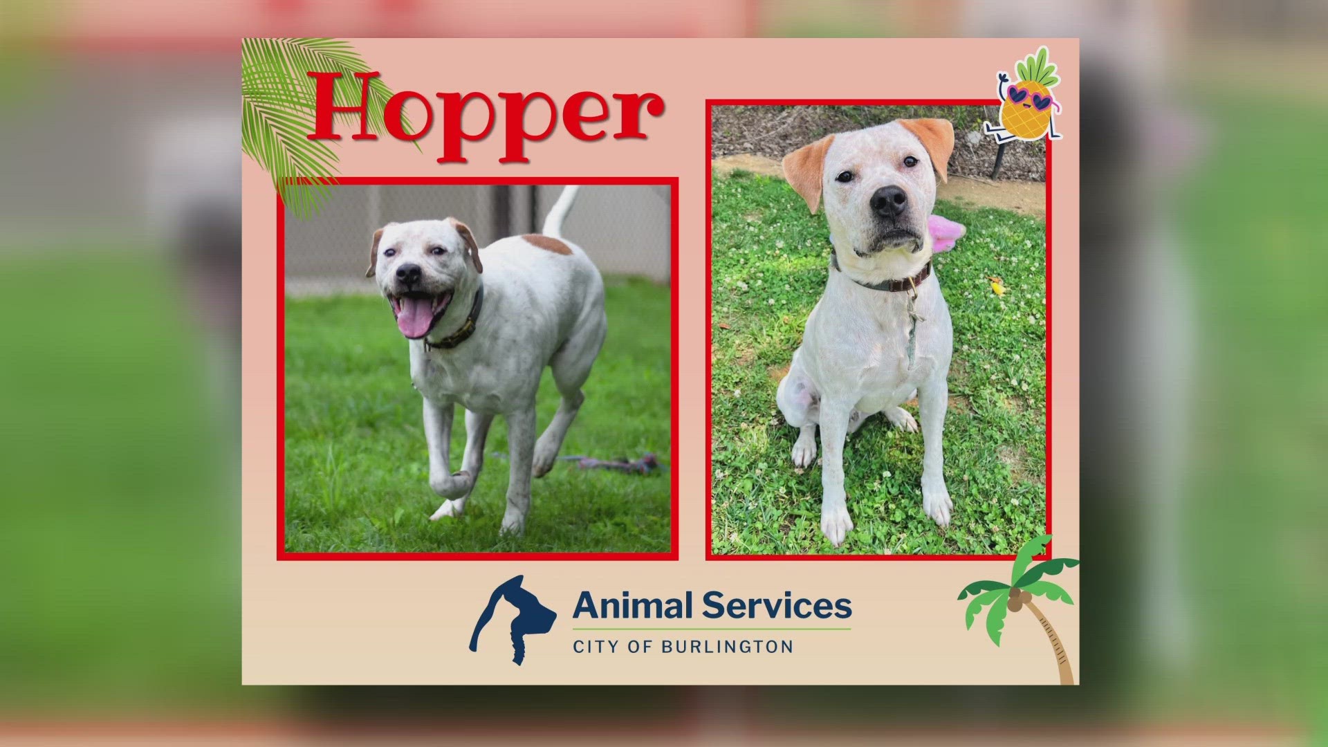 Let's get Hopper adopted!