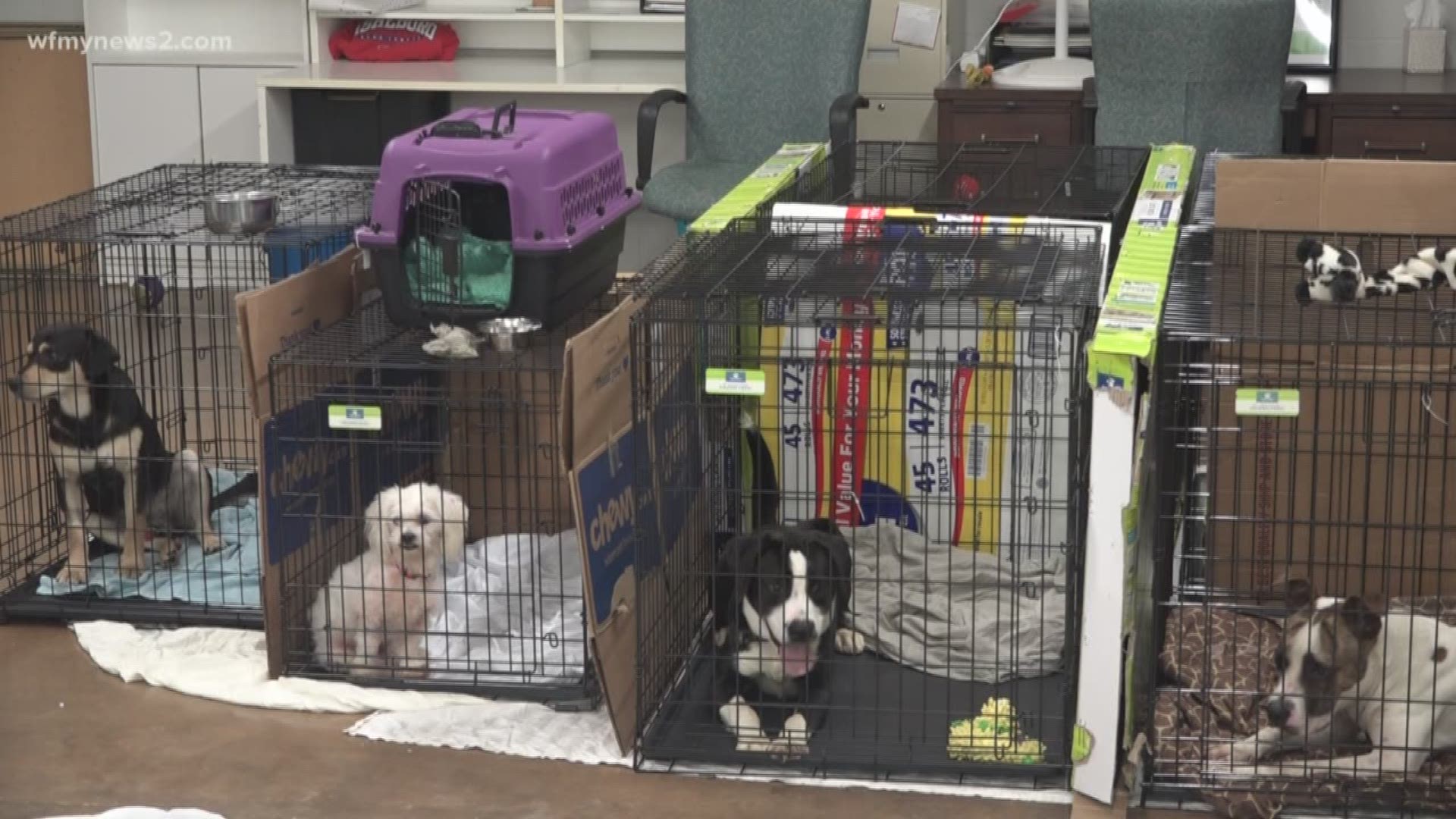 All Pets Considered Collecting Donations To Help Animals In Wake Of Hurricane Florence