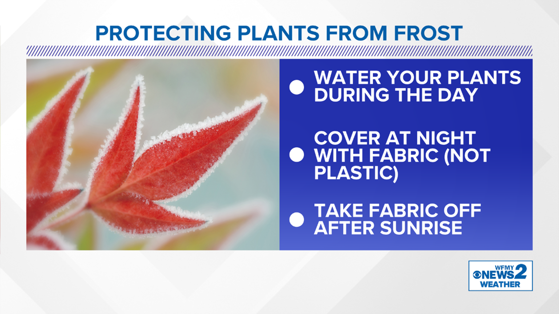 Freeze Warning How to protect your plants