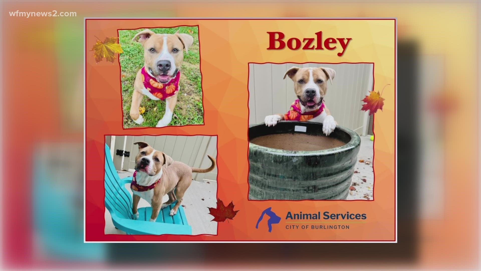 Let's get Bozley adopted!