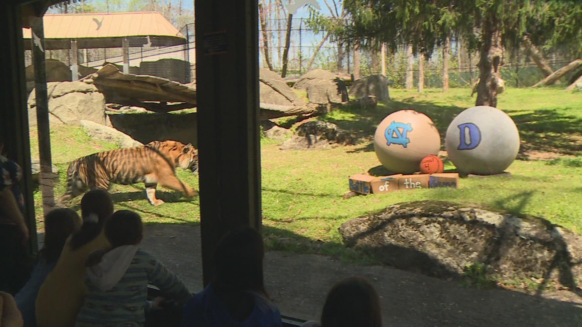 Rocky the Tiger pounced back in forth between the two teams before choosing UNC as a winner in the Final Four.