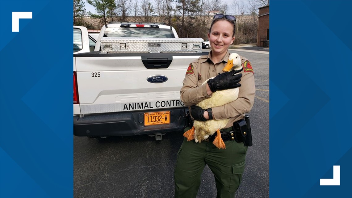 Raleigh Animal Control Officer helps save abandoned ducks