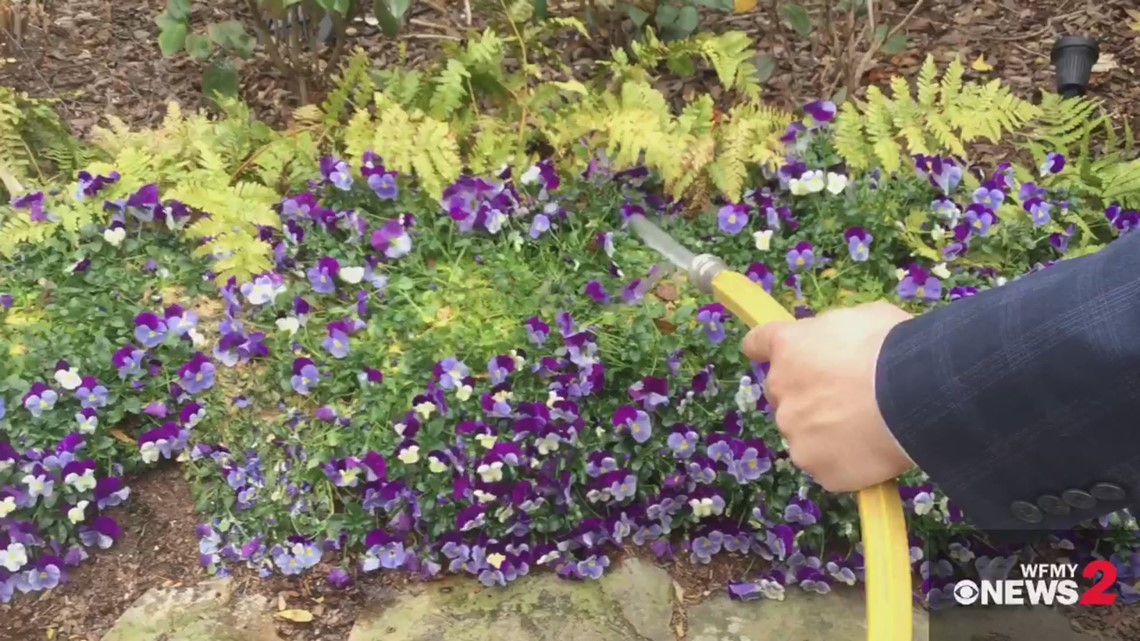 Tips To Protect Plants From The Cold Weather