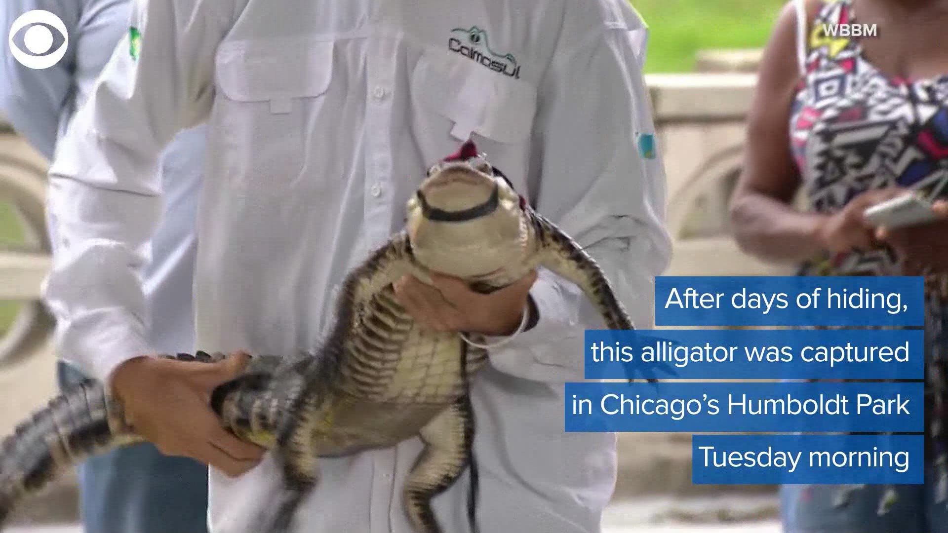 See ya later, alligator! An alligator named, “Chance the Snapper” has been finally captured in a lagoon at Chicago park.