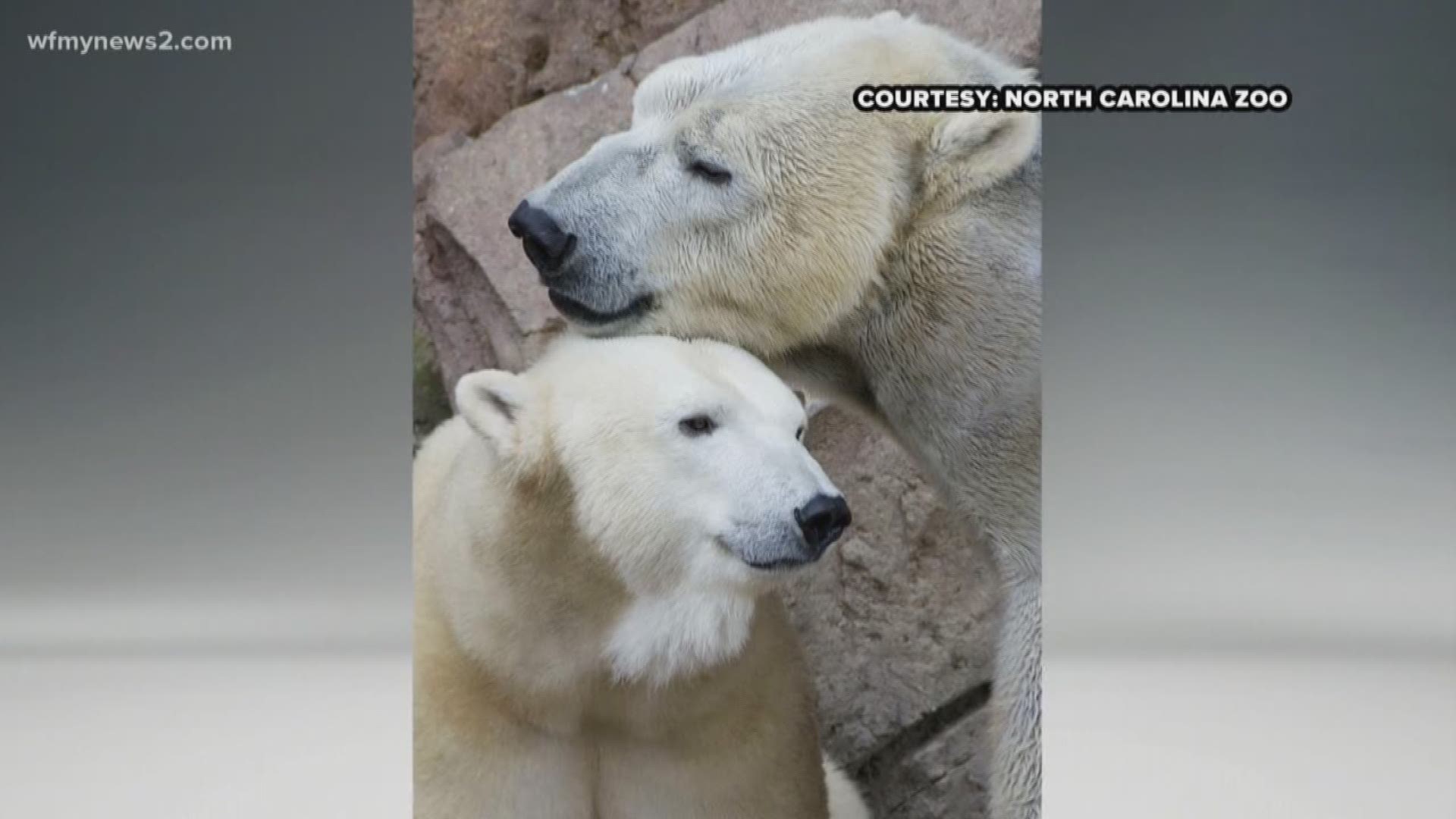 Polar Bears at the North Carolina Zoo will try for a 4th time to have a baby cub.