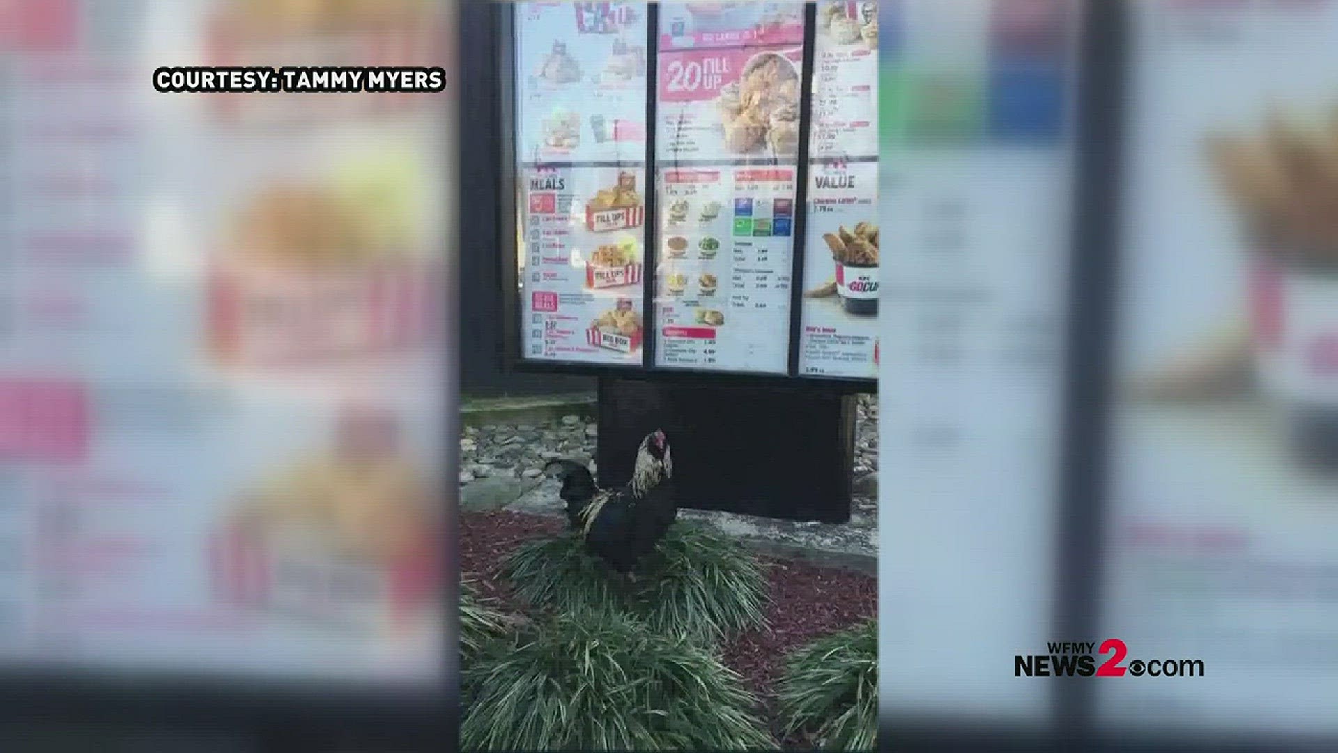 A WFMY News 2 viewer shared this video of a rooster just hanging out at a Kentucky Fried Chicken (KFC) drive-thru in Danville, Va. Let the jokes begin...