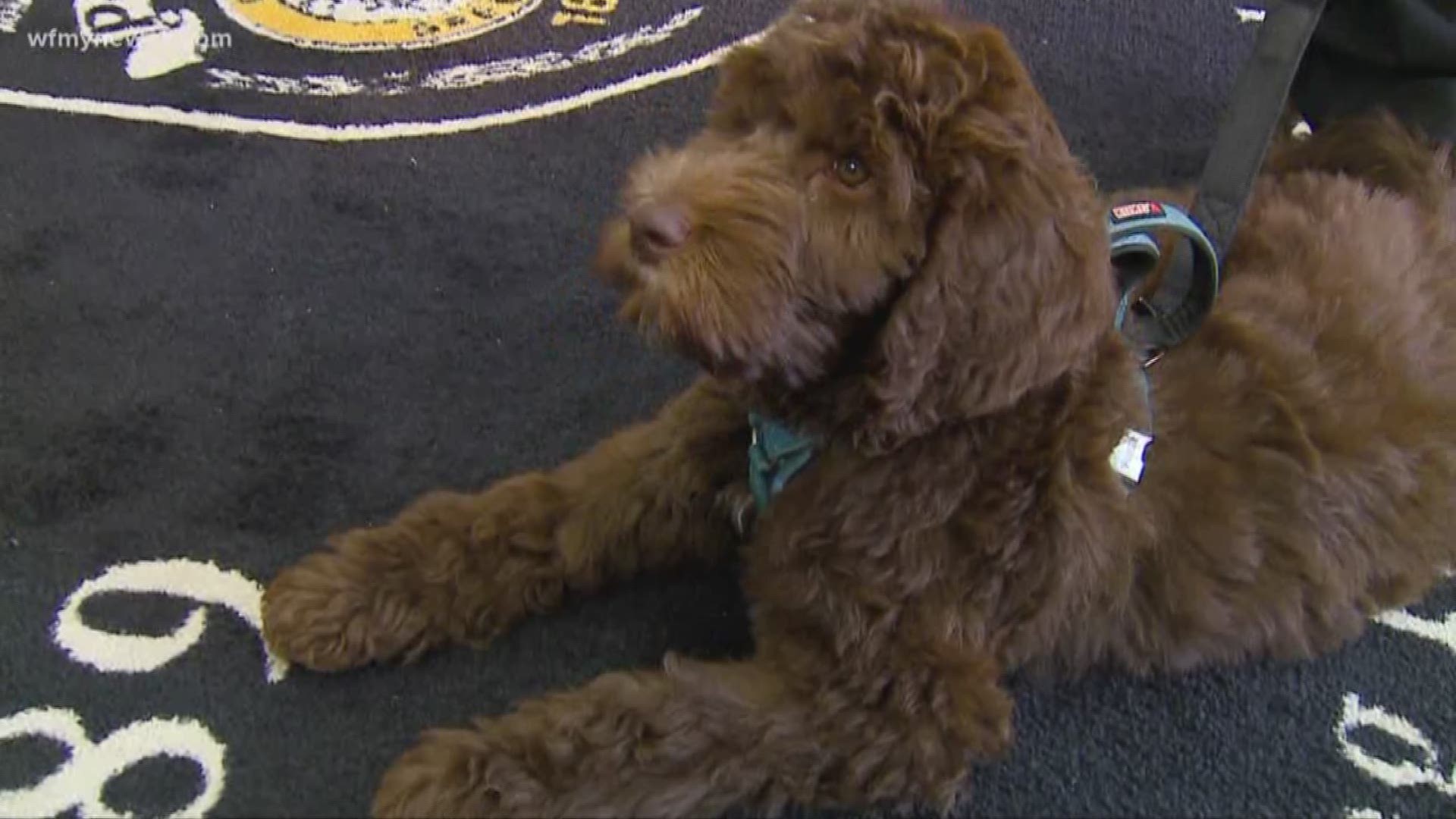 Greensboro Police introduces "Hero" their new therapy dog