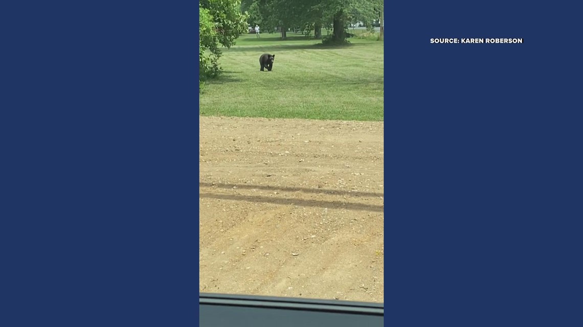 Bear out for a stroll in Kernersville